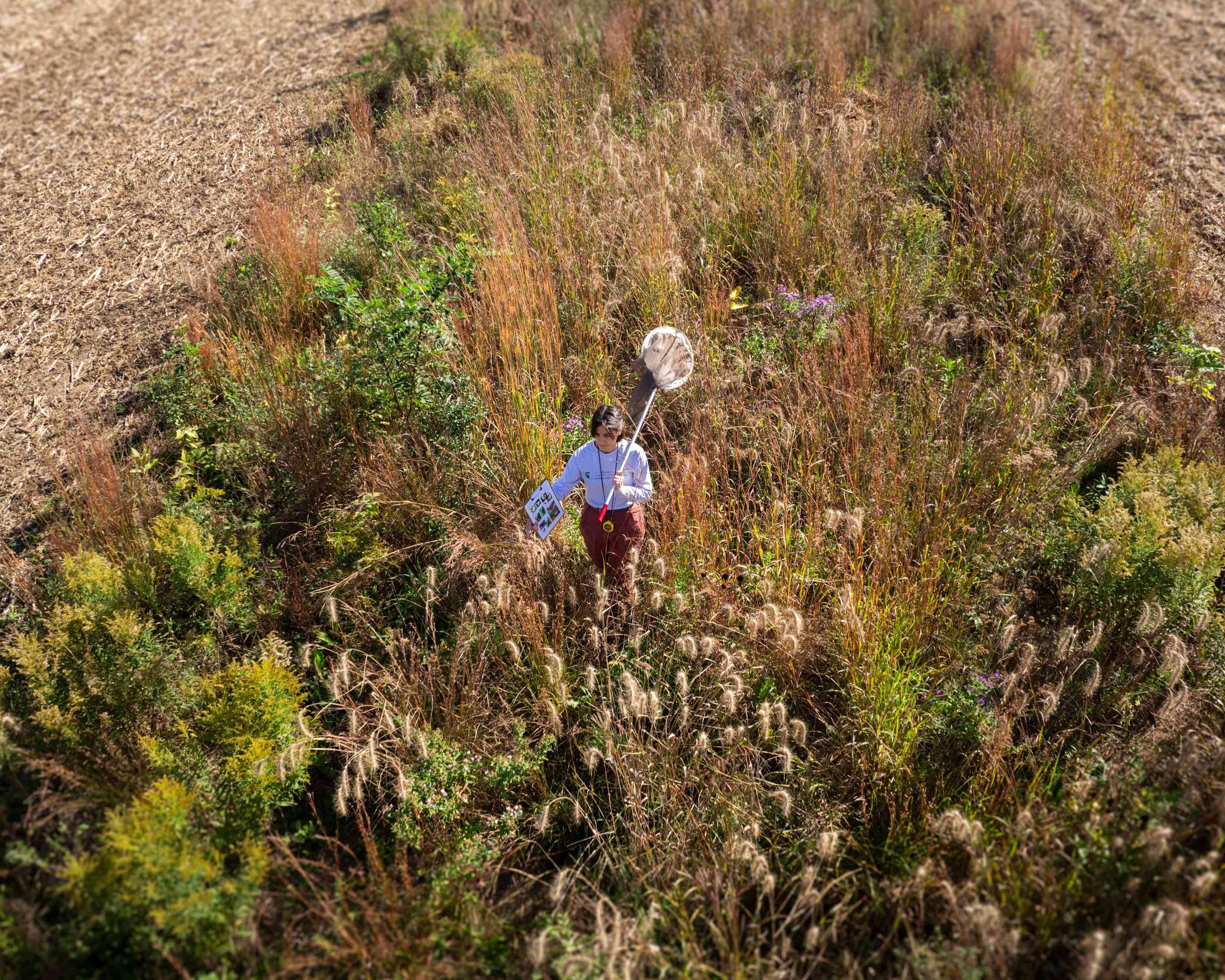 An aerial view of a woman walking through a prairie with a butterfly net perched on her left shoulder and a clipboard in her right hand