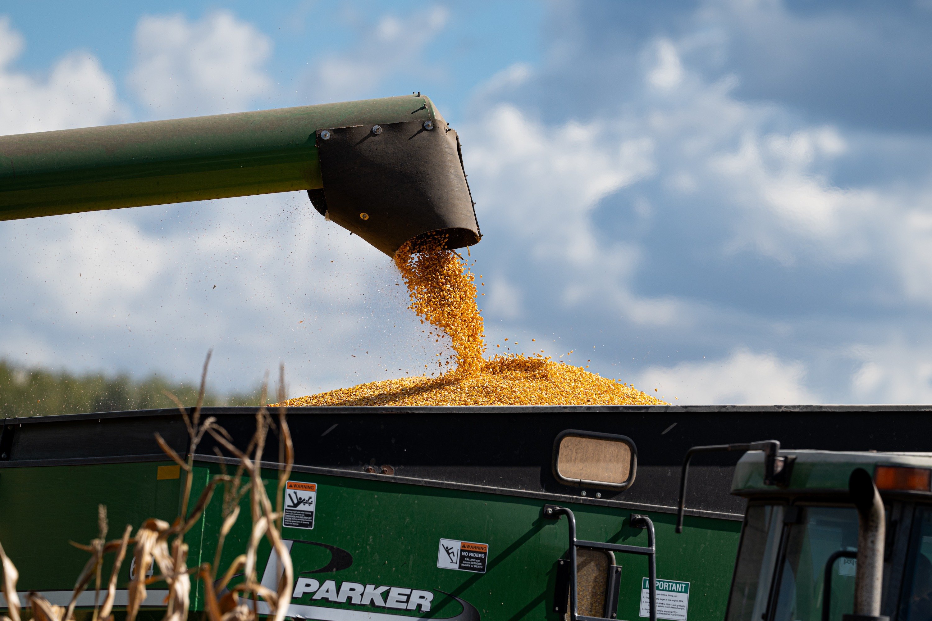 Field machinery shoots corn kernels into a truck