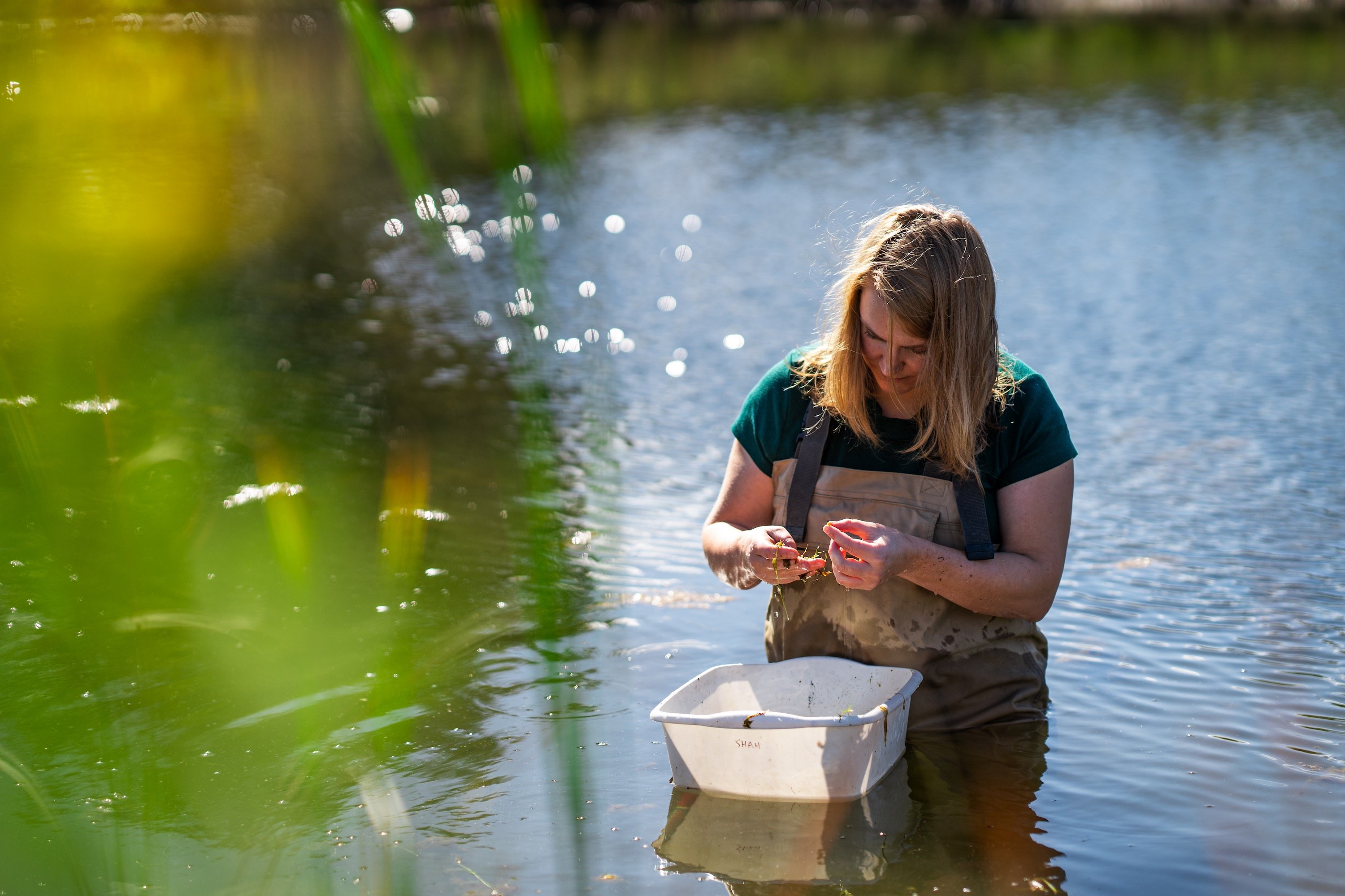 A woman in waders inspects small bugs with a small bucket in front of her as she stands in a pond
