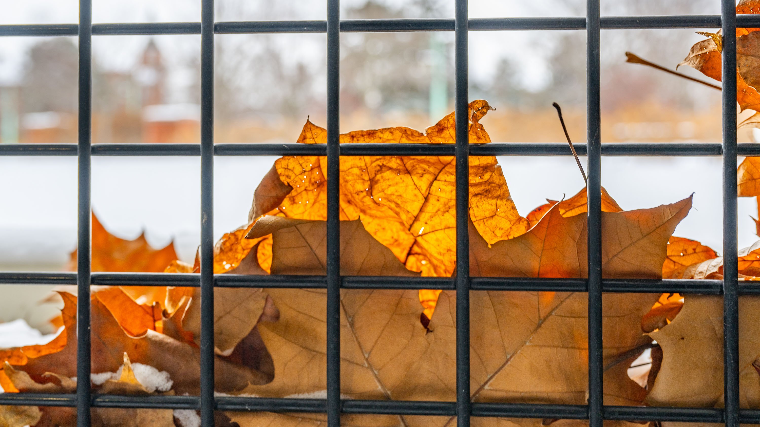 Leaves behind a window grate
