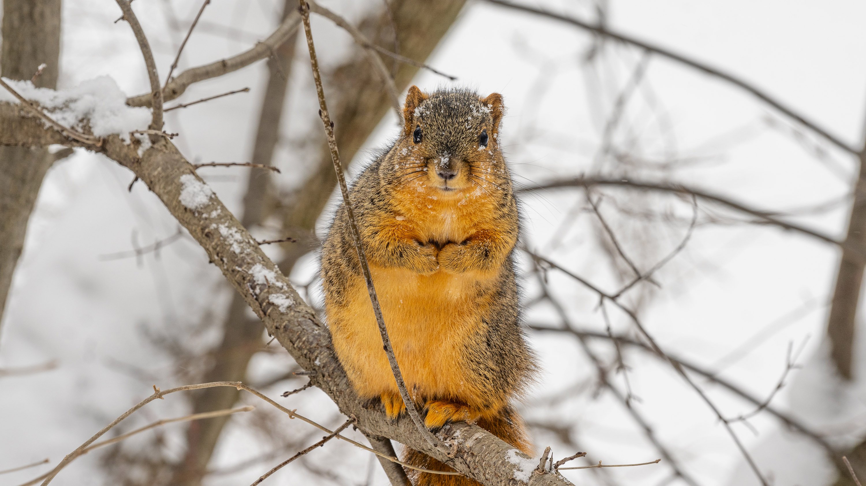 Squirrel