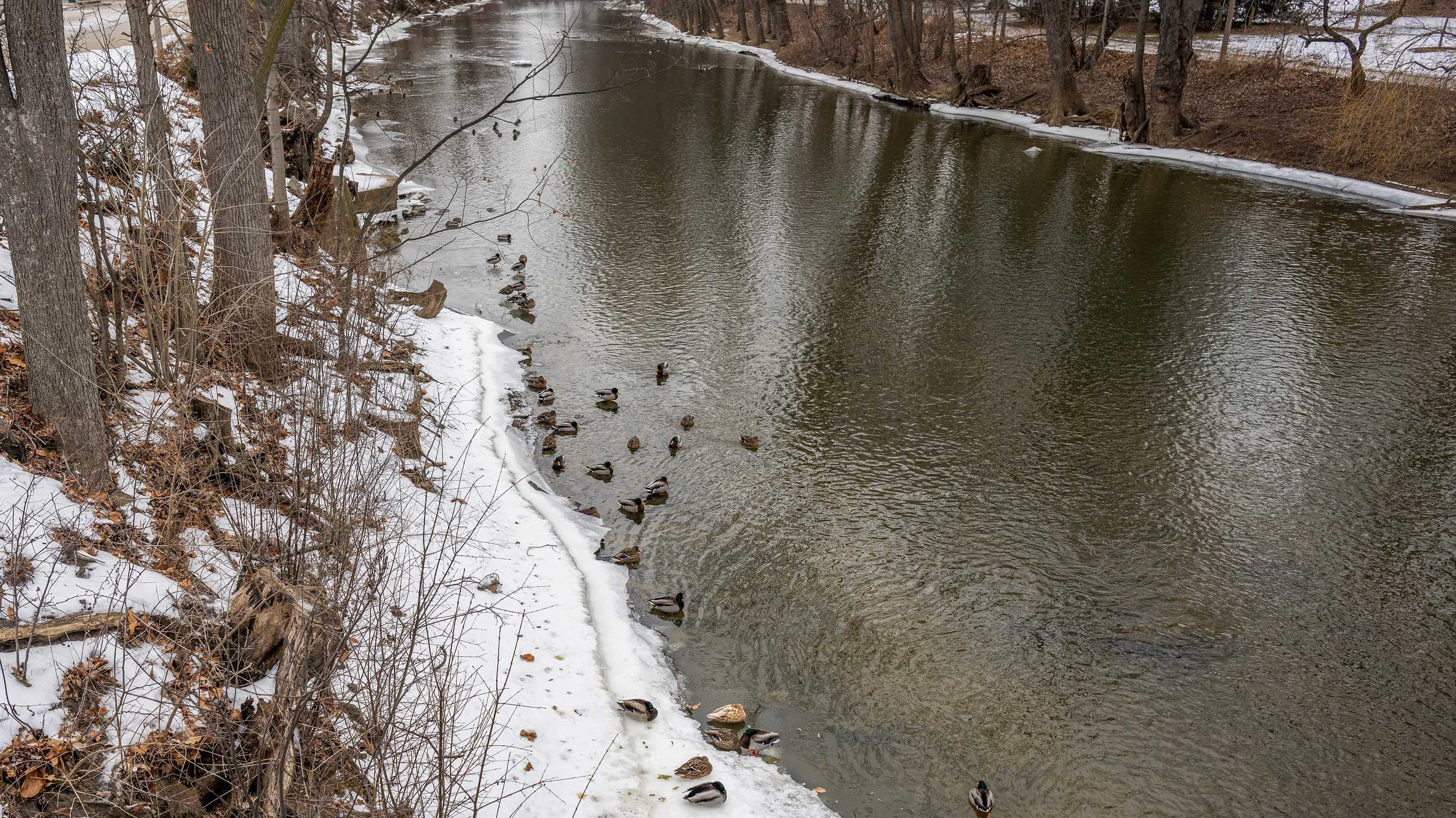 Ducks on Red Cedar River in winter