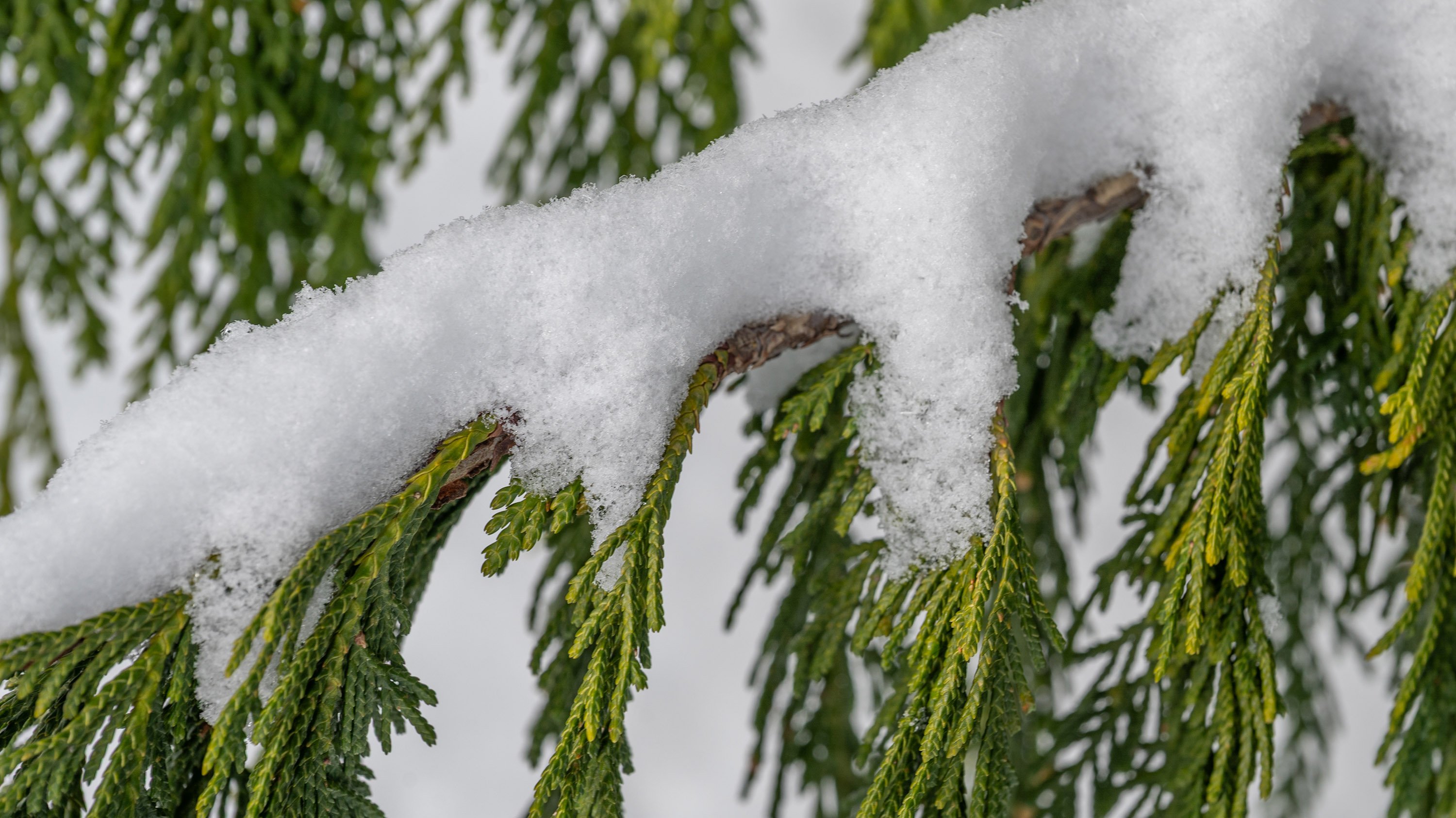 Evergreen branches covered in snow