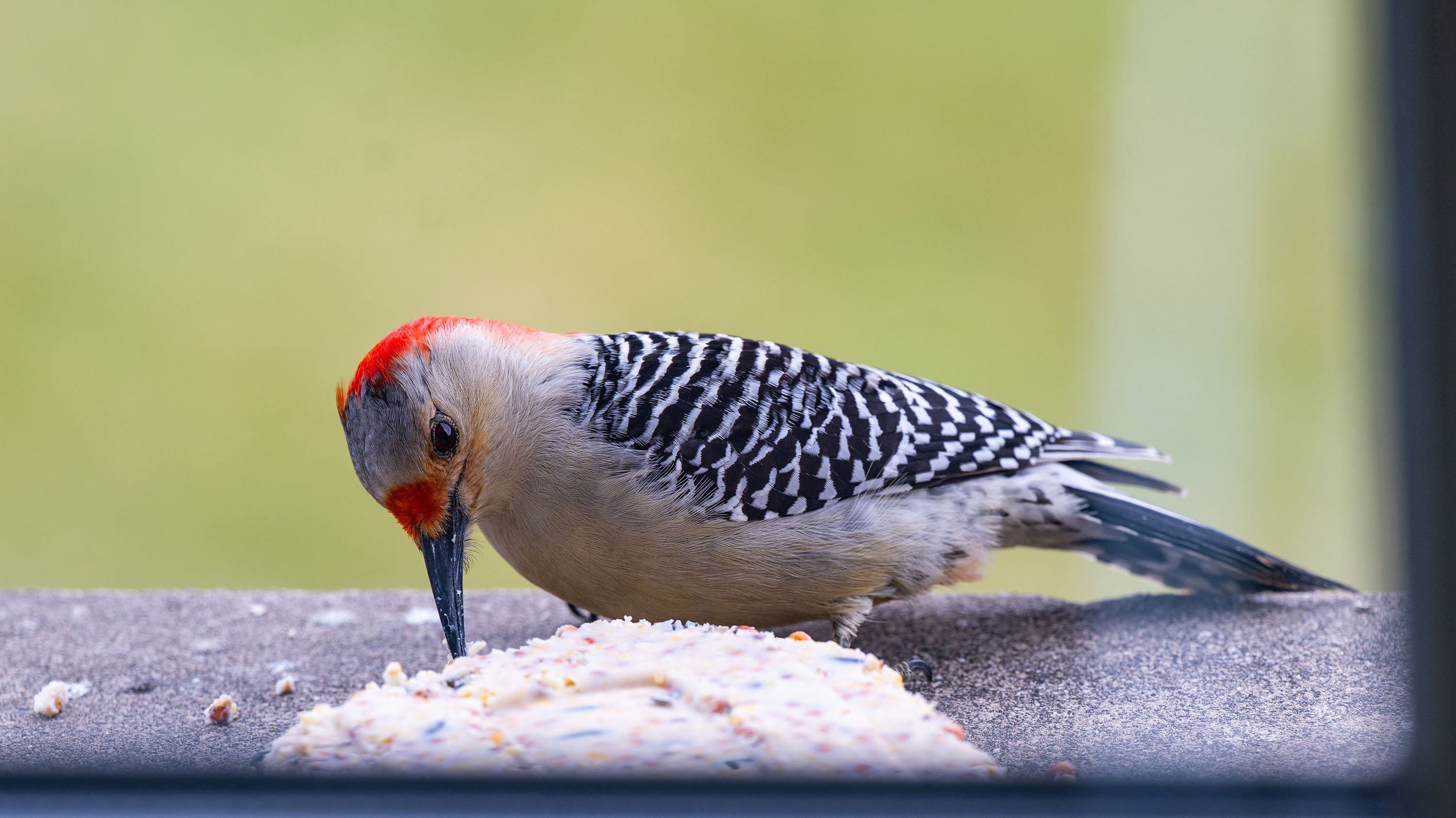 Red-bellied woodpecker eating bird food on a windowsill
