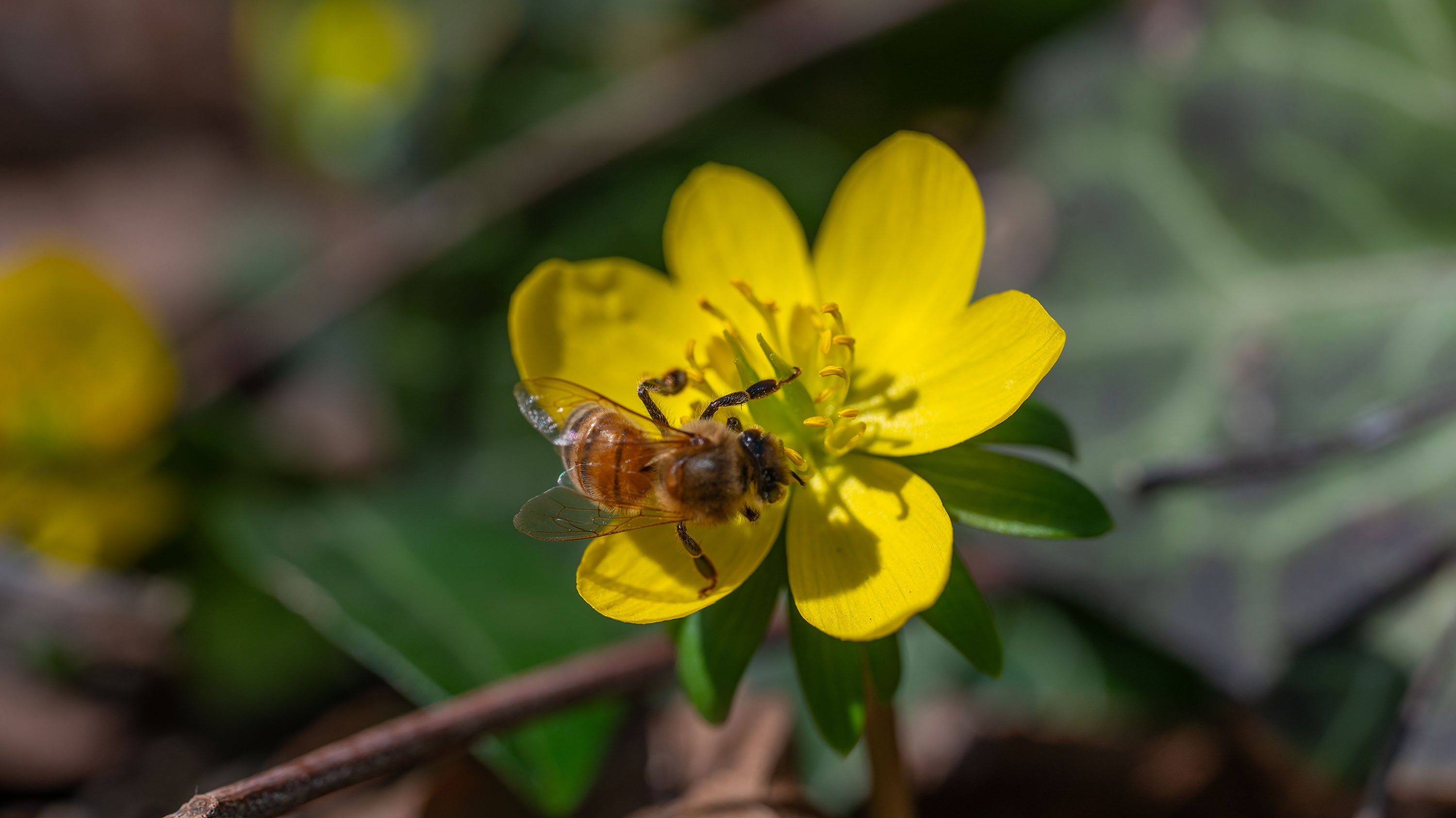 Bee on flower