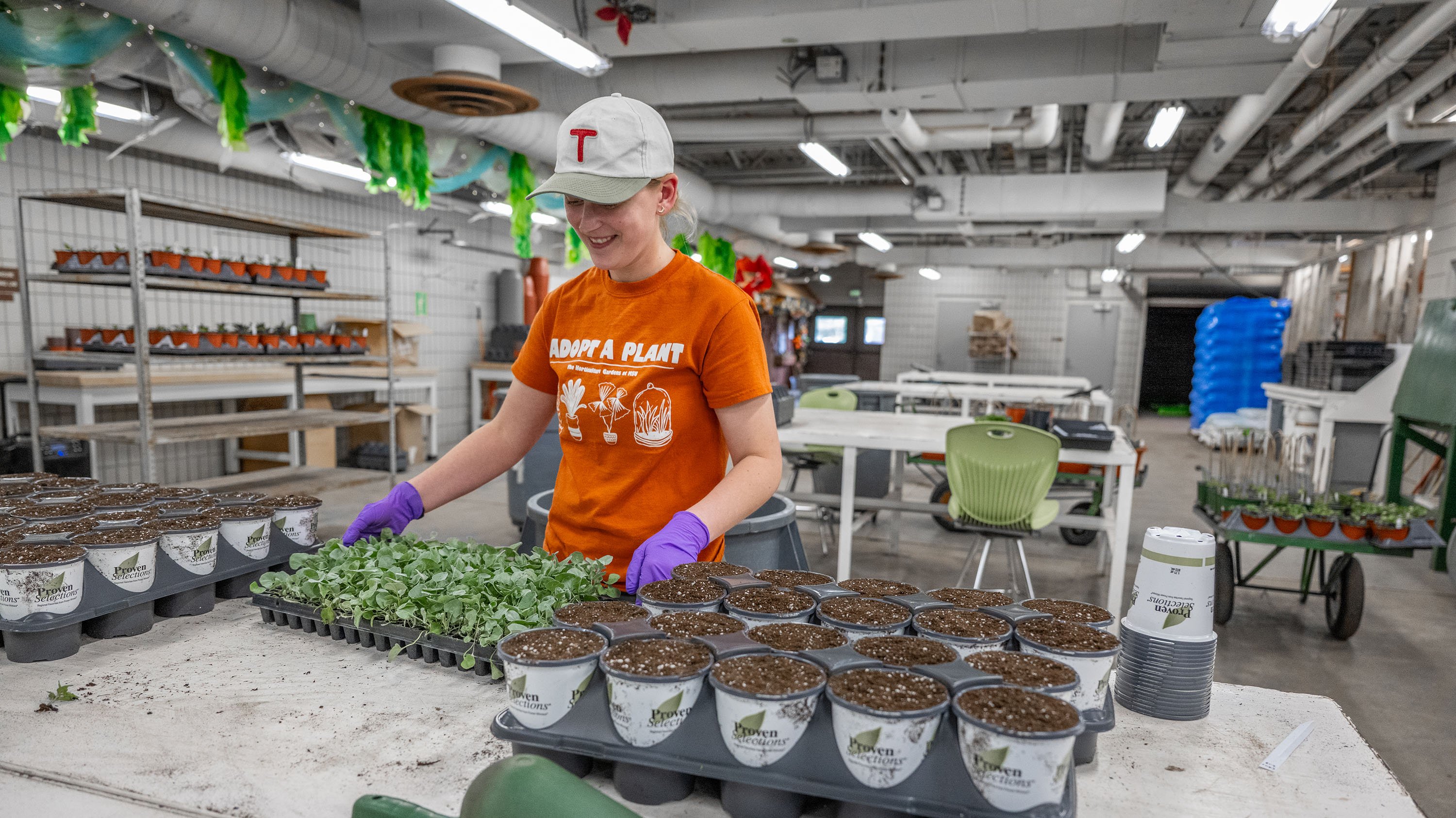 Person tending to seedlings