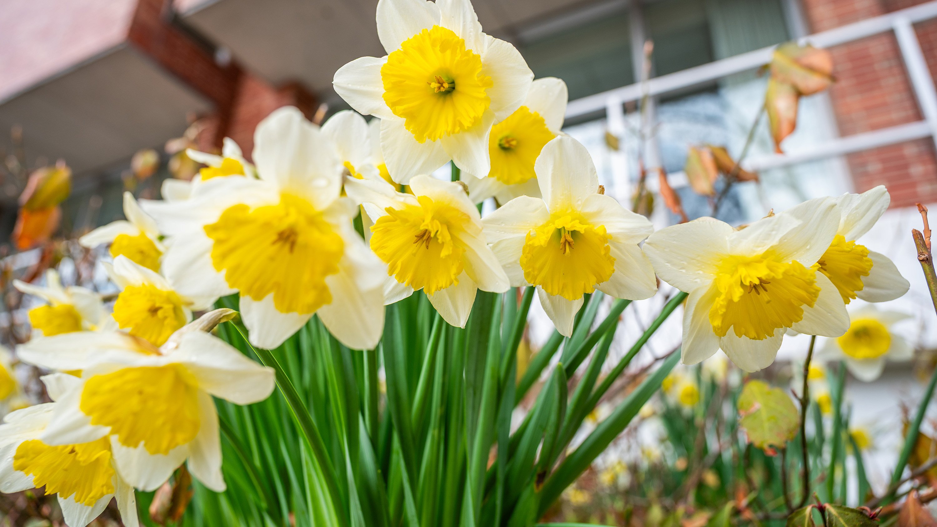 Daffodils in front of MSU main library
