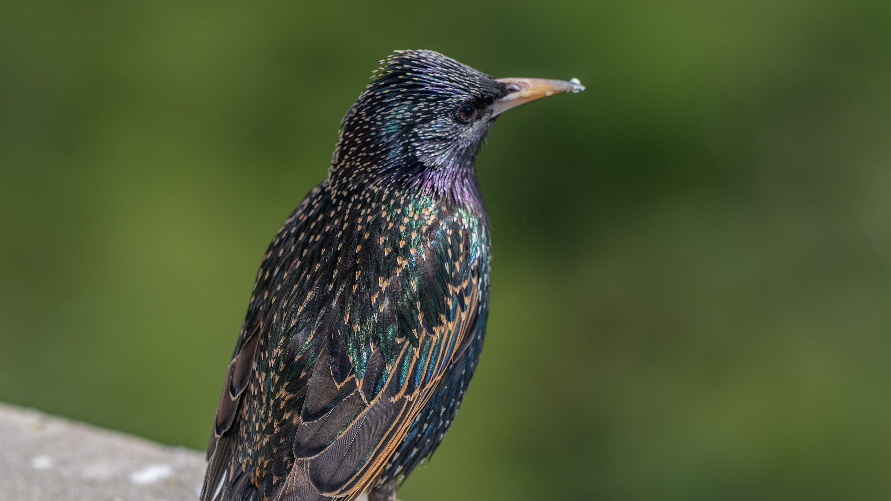 Common starling perched on windowsill