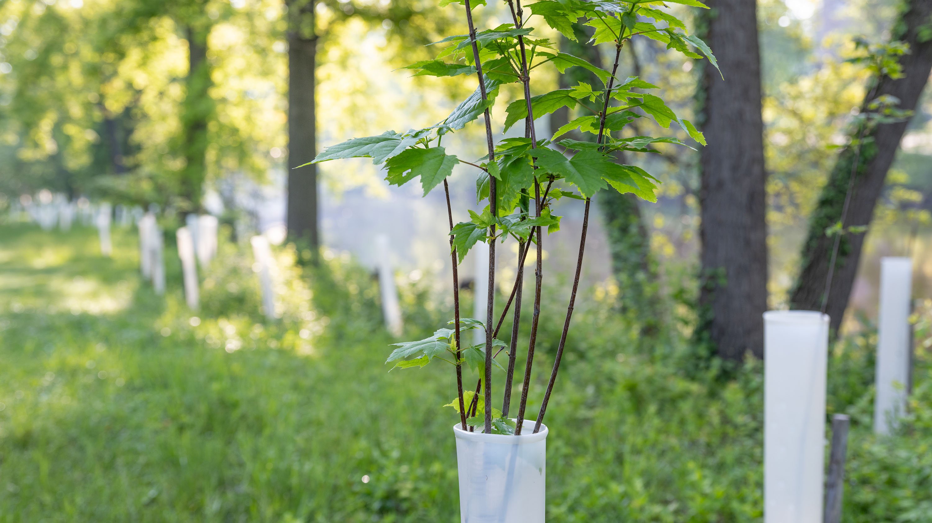 Tree saplings