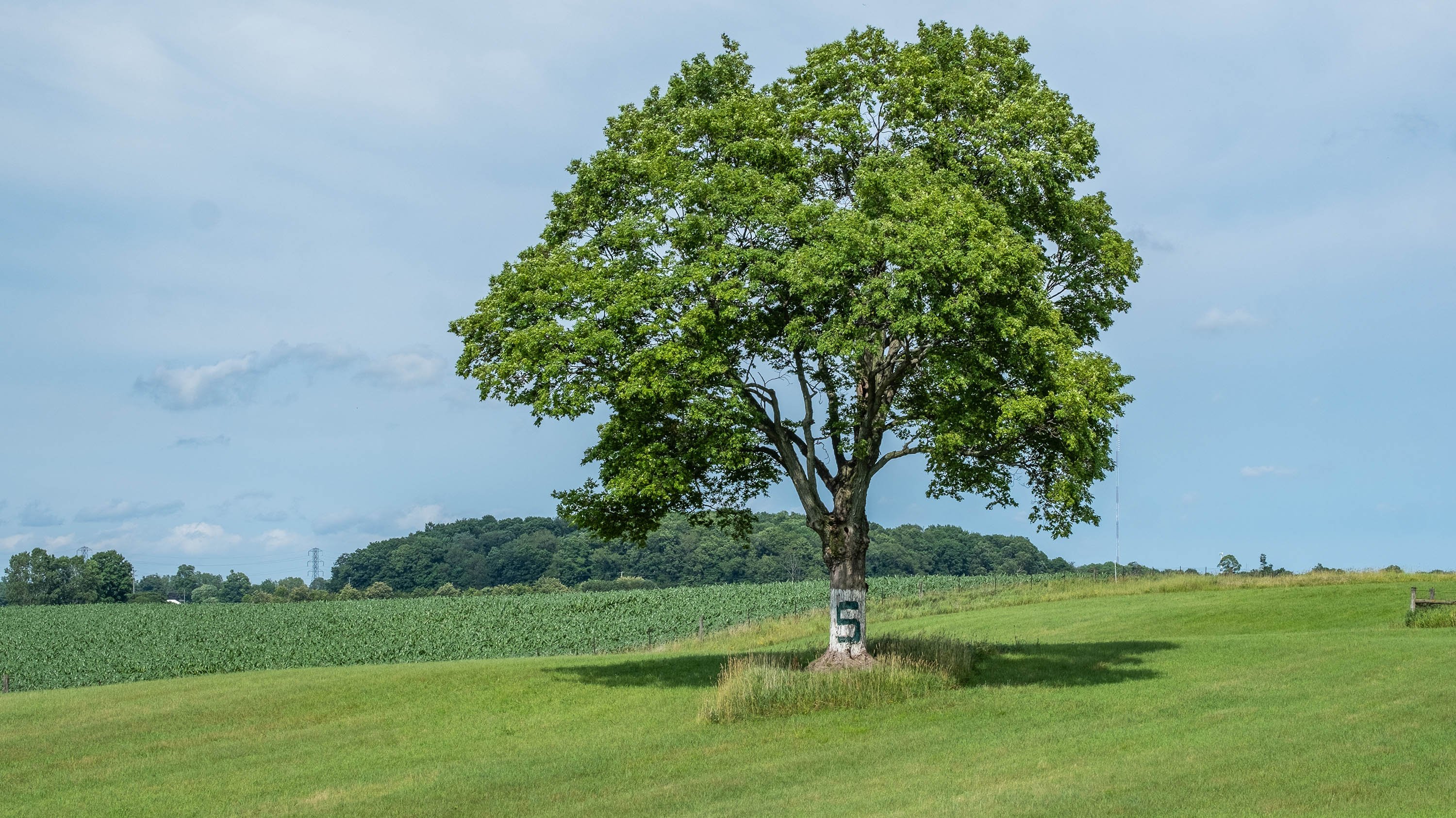 Block S tree on campus