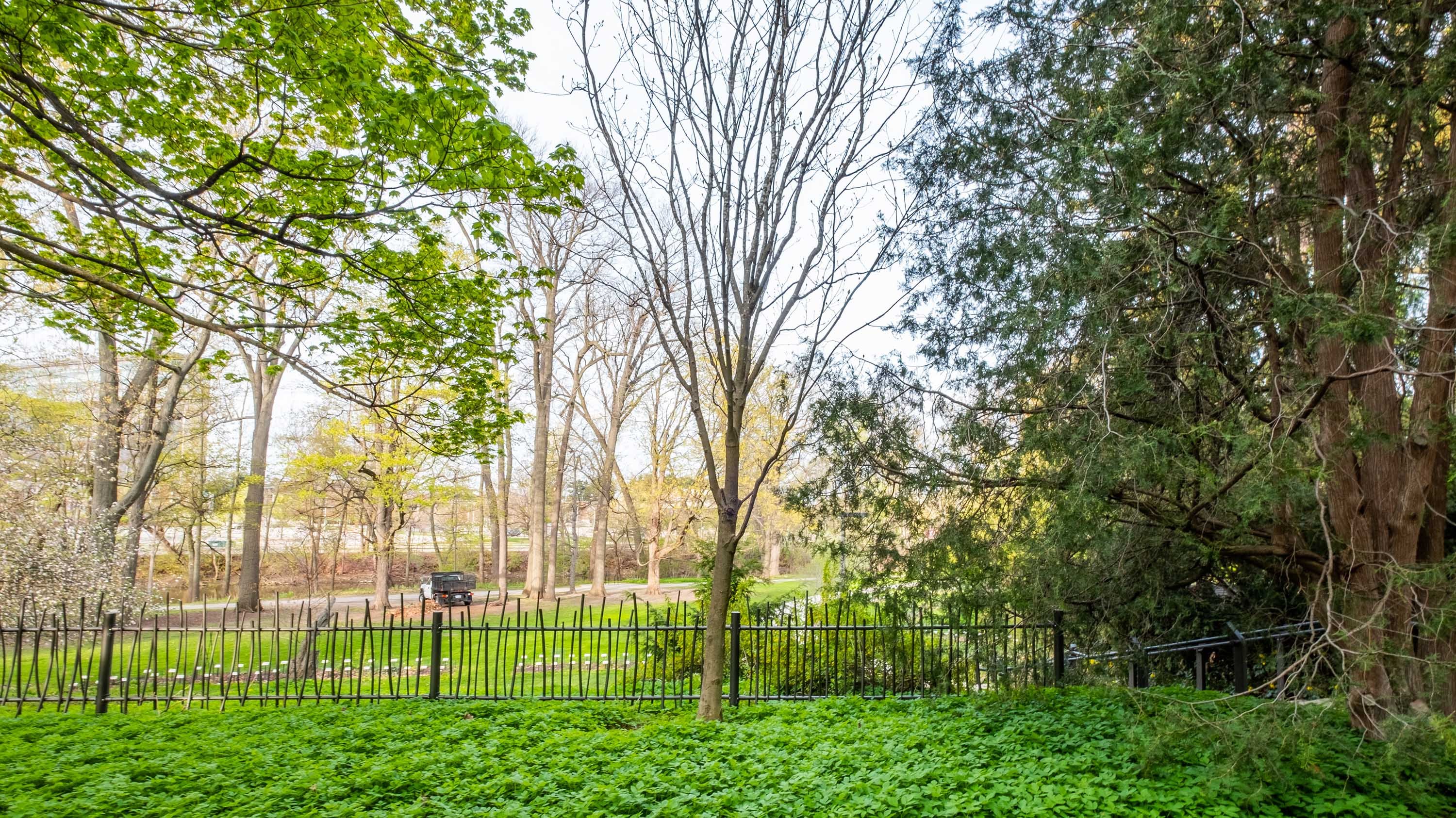 Chinese Ash tree in Beal Garden
