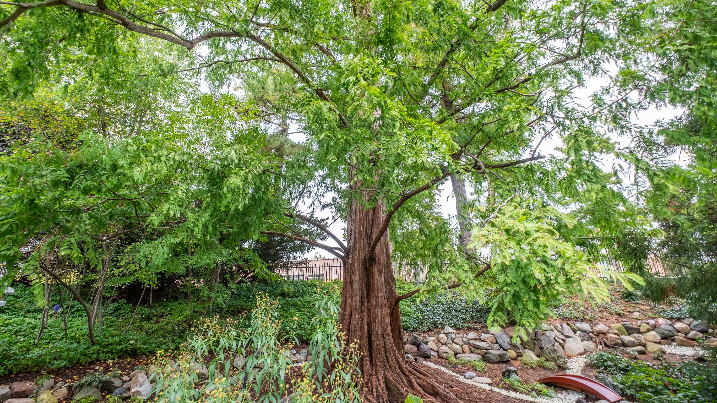 Dawn Redwood in Beal Garden