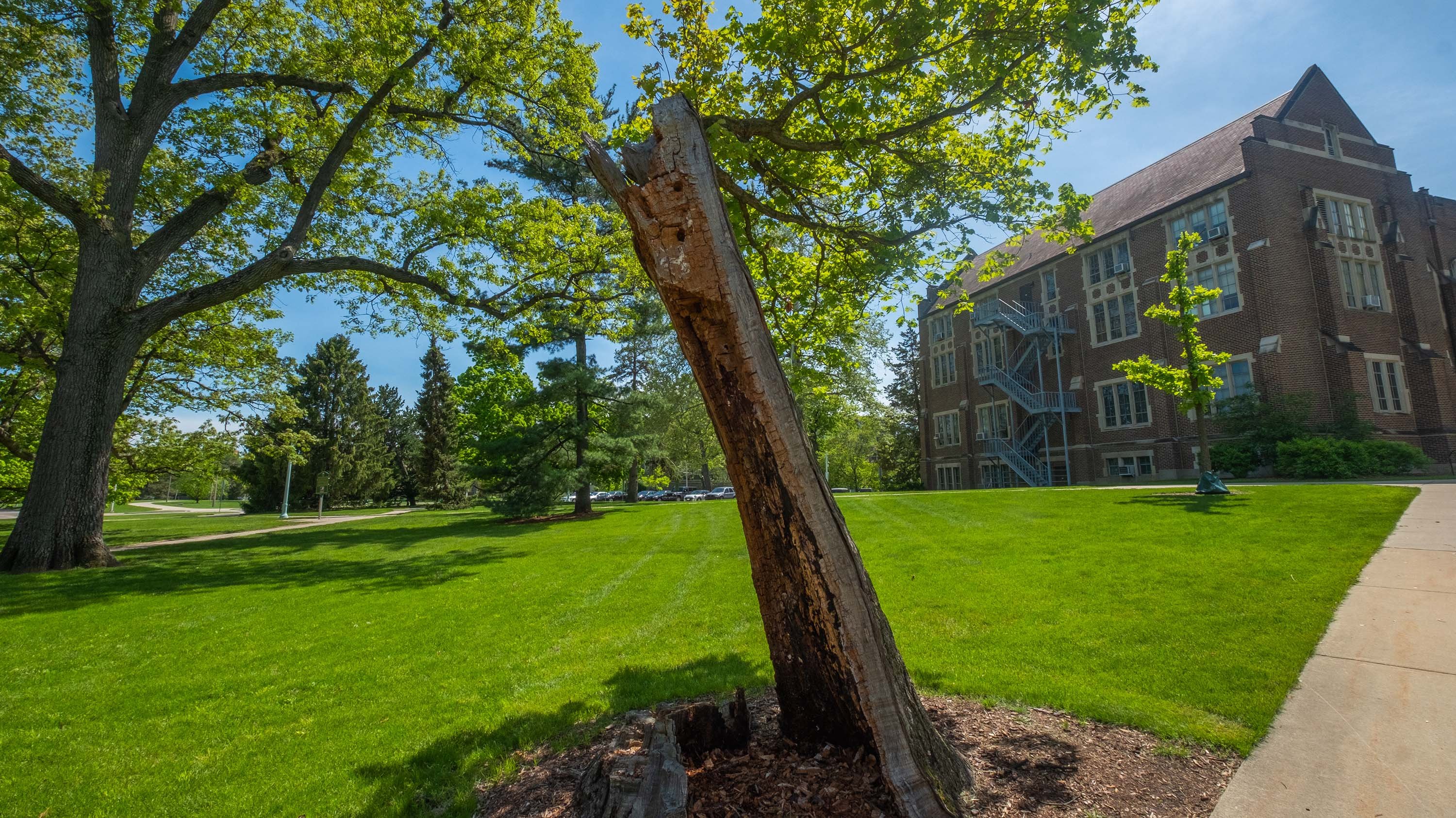 Resilient oak
