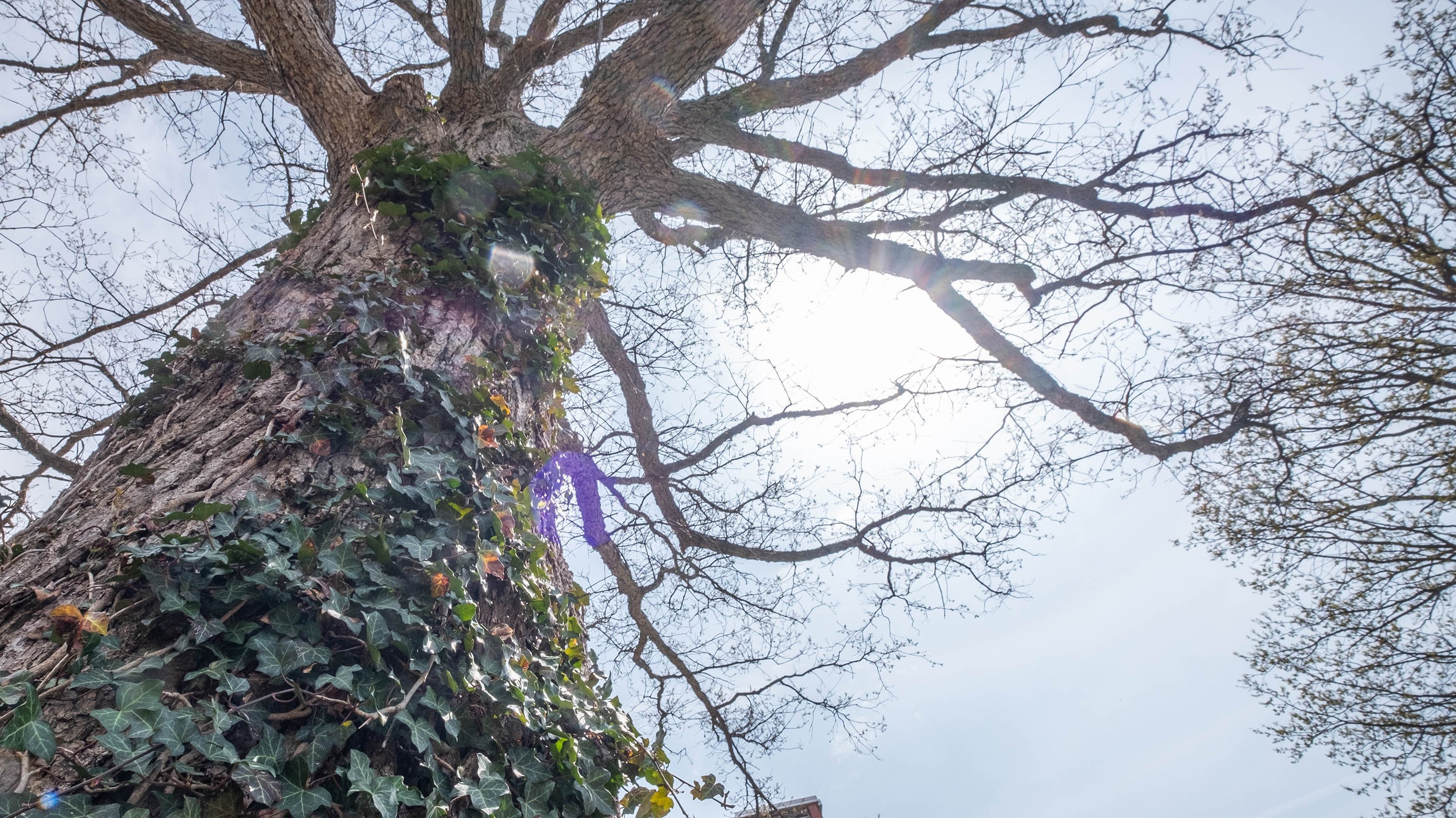 Oak tree in front of Van Hoosen Hall