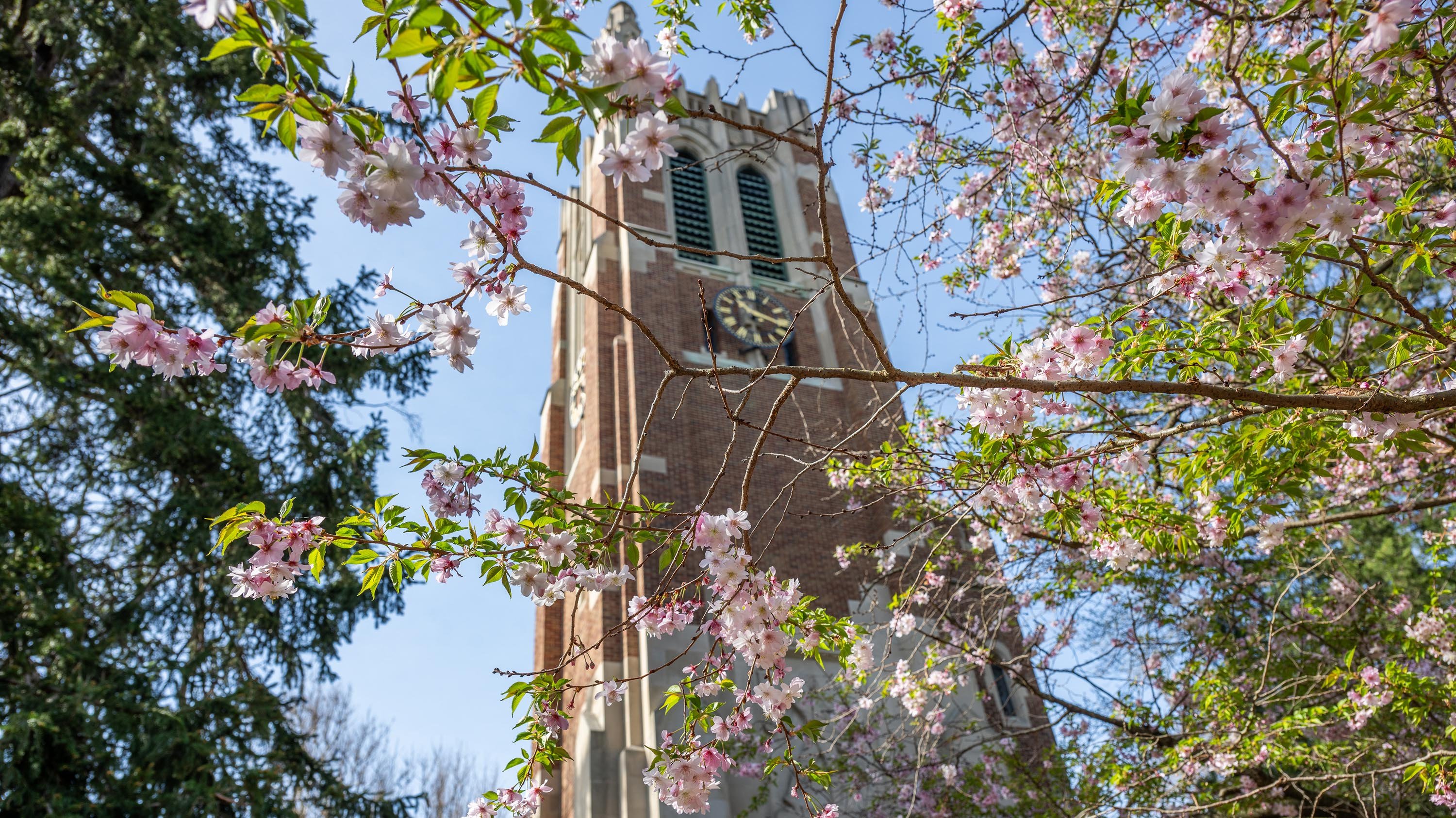 Beaumont Tower and spring flowers