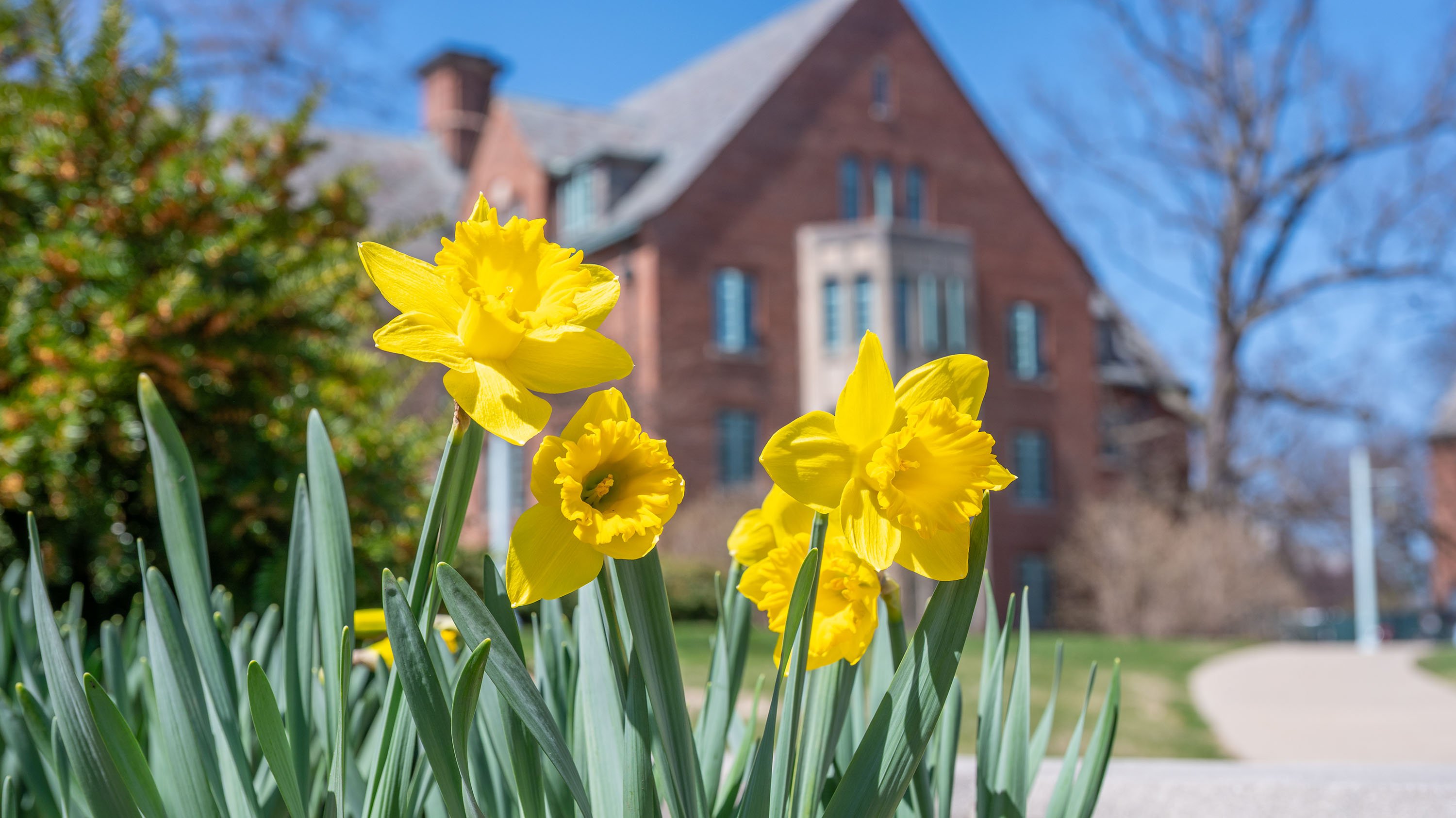 Daffodils in front of Beaumont Tower