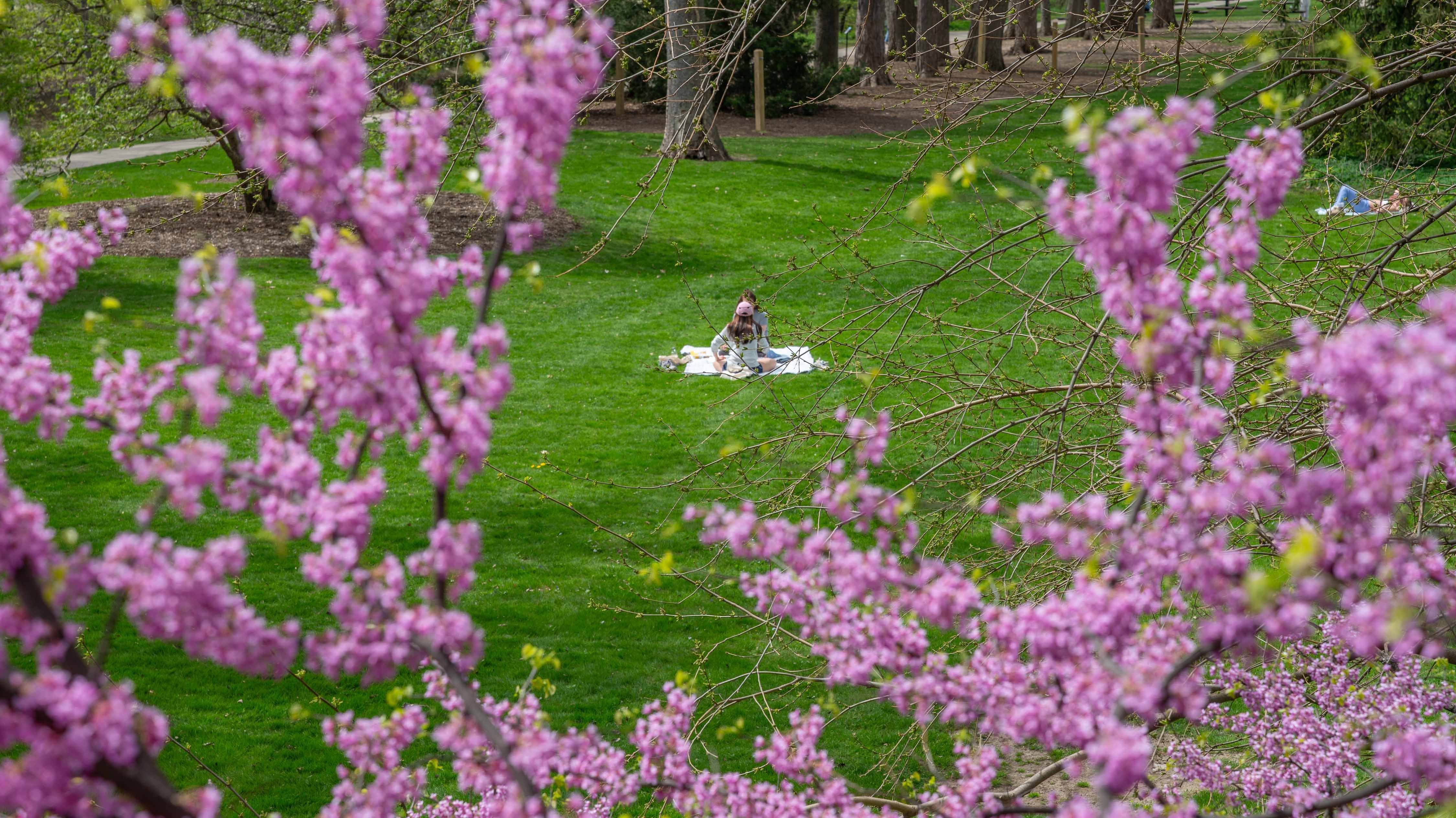 Two people having a picnic, framed by flowers