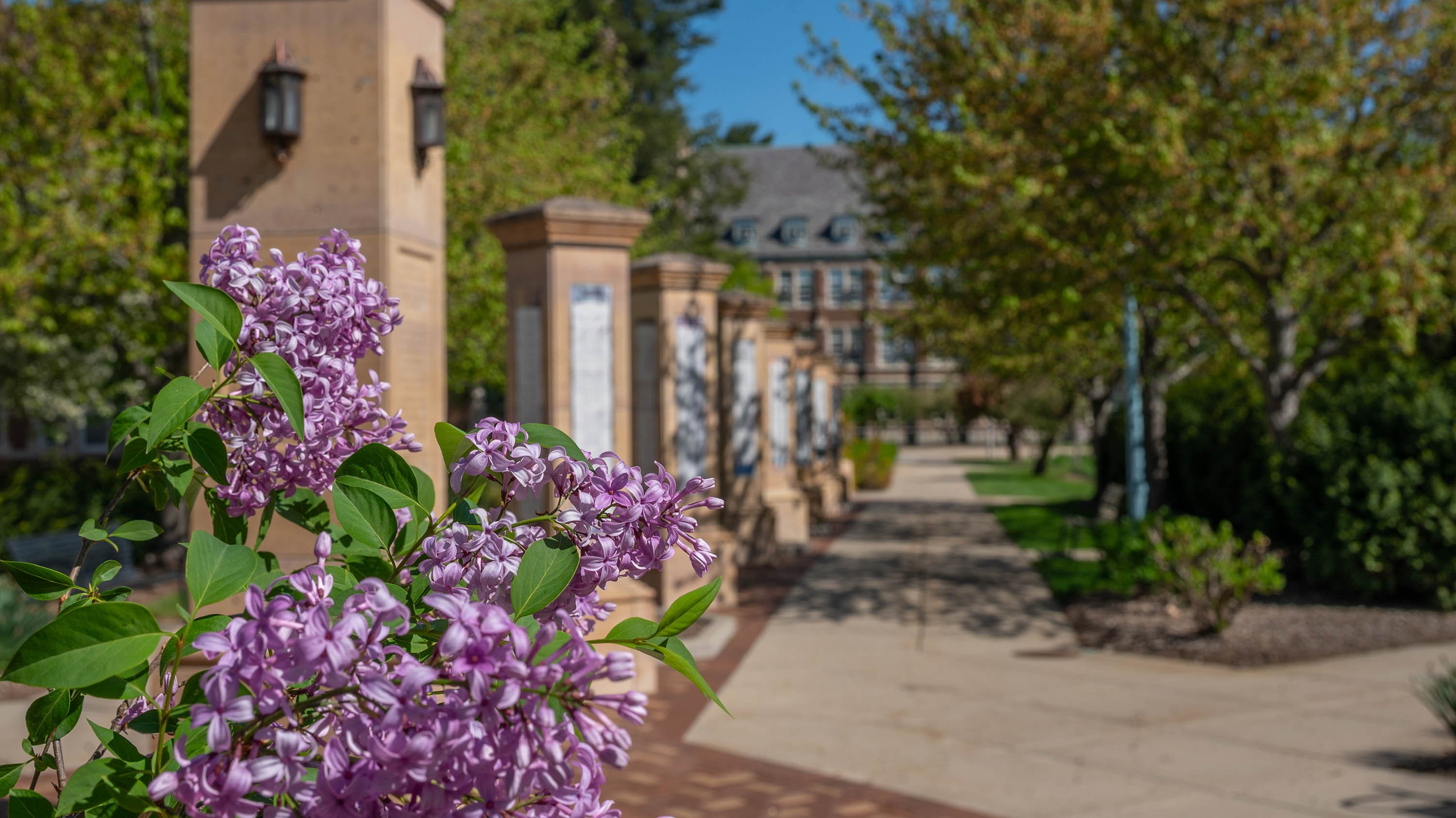Lilacs in Benefactors Plaza