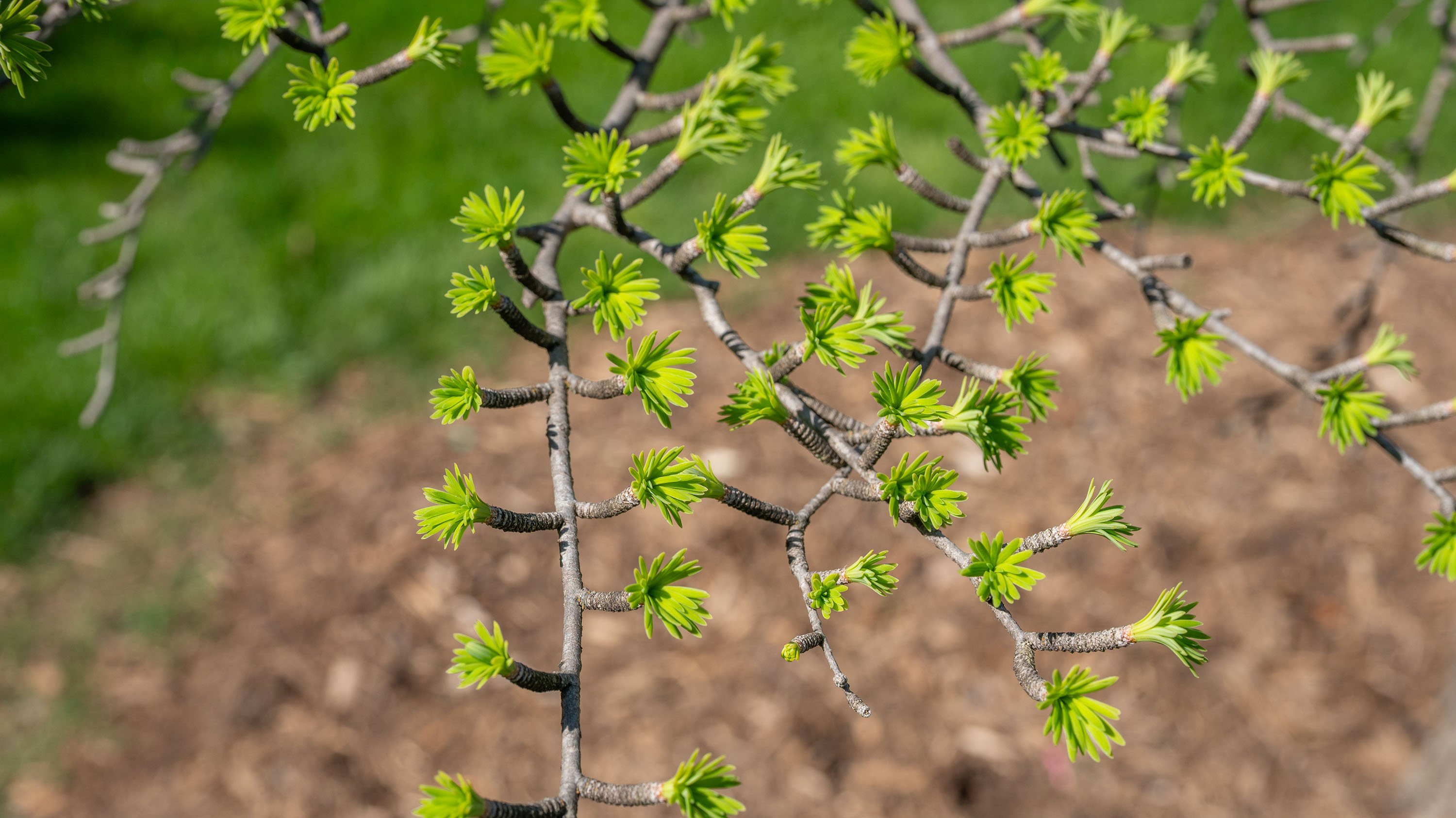 Branch of a golden larch tree