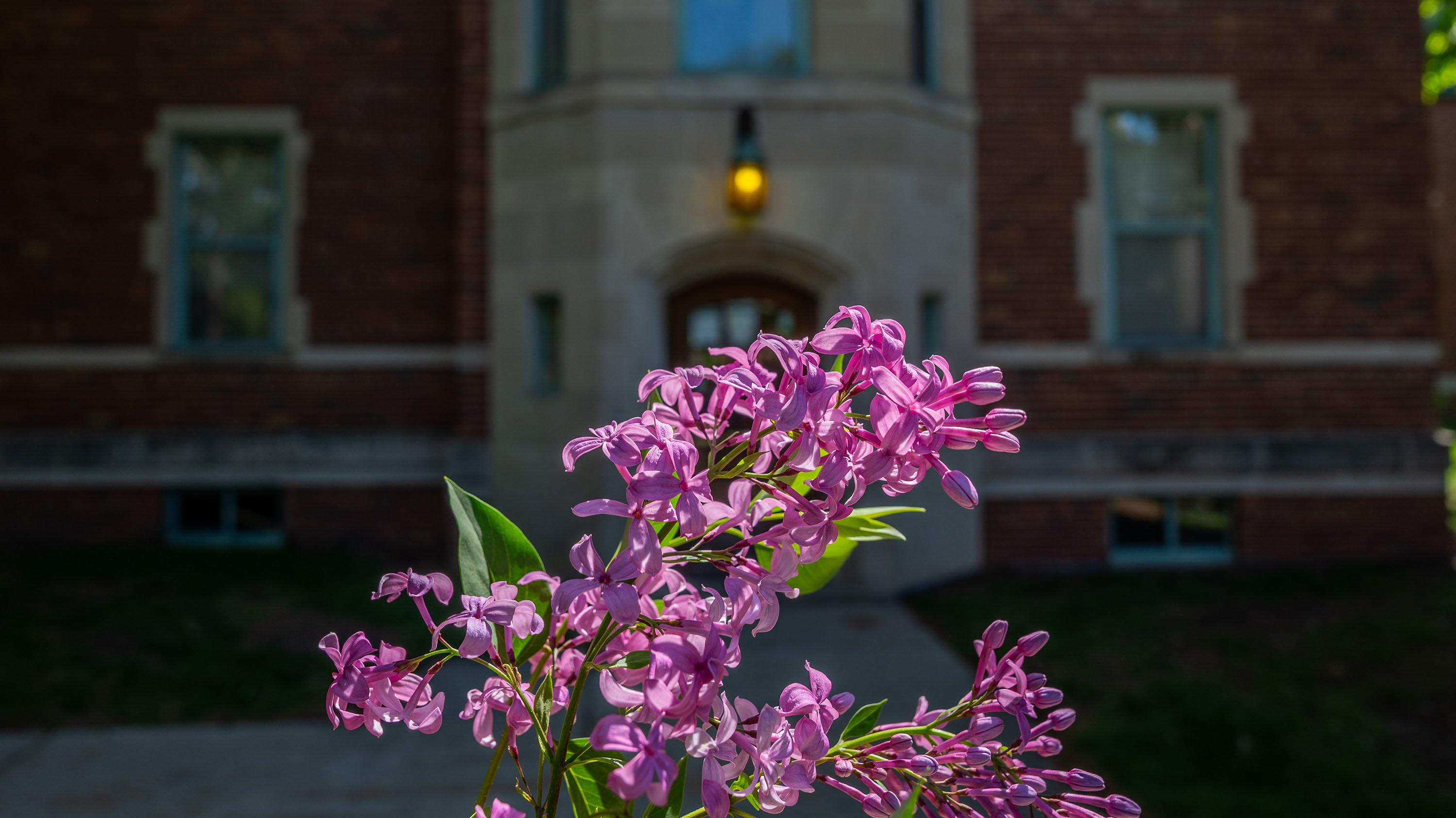 Lilac bushes in front of Mason Hall