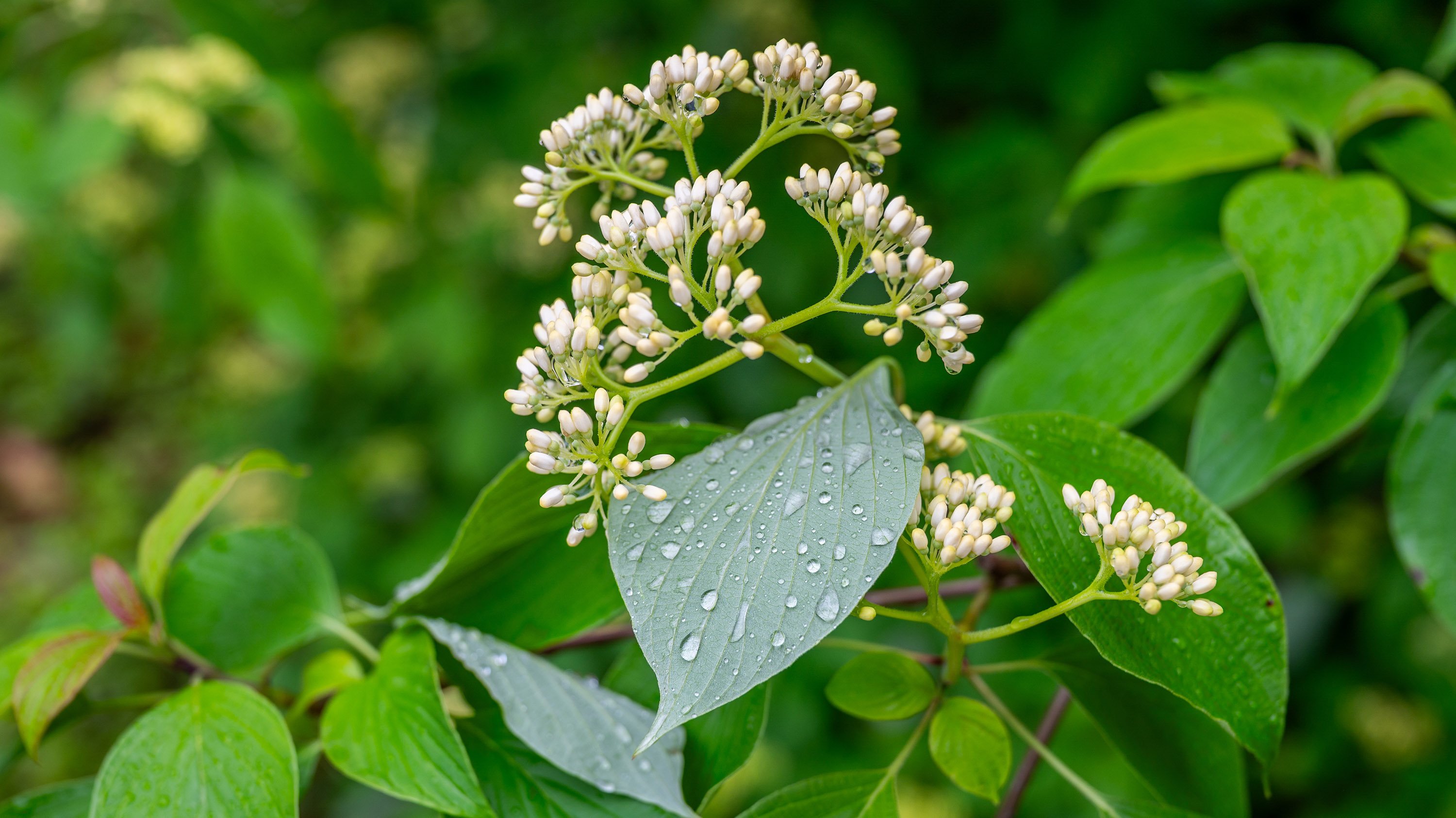 Raindrops on a dogwood leaf