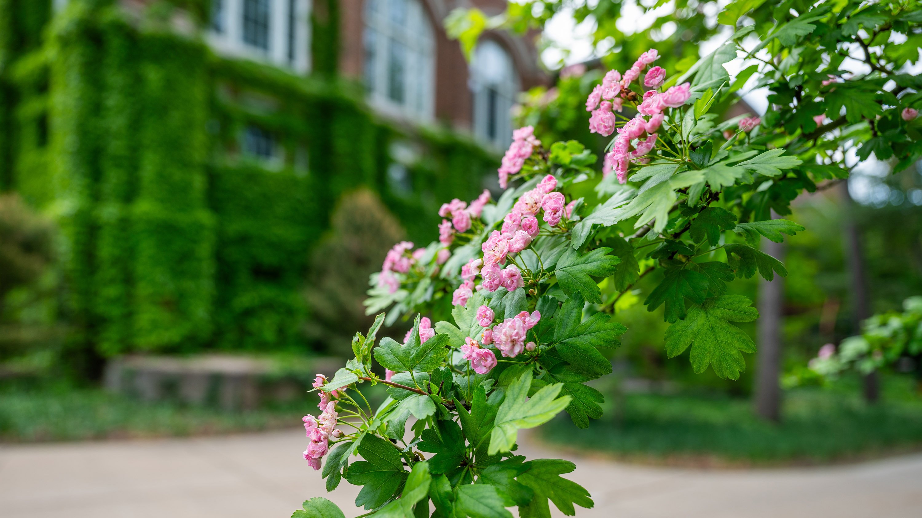 Pink flowers on a tree branch