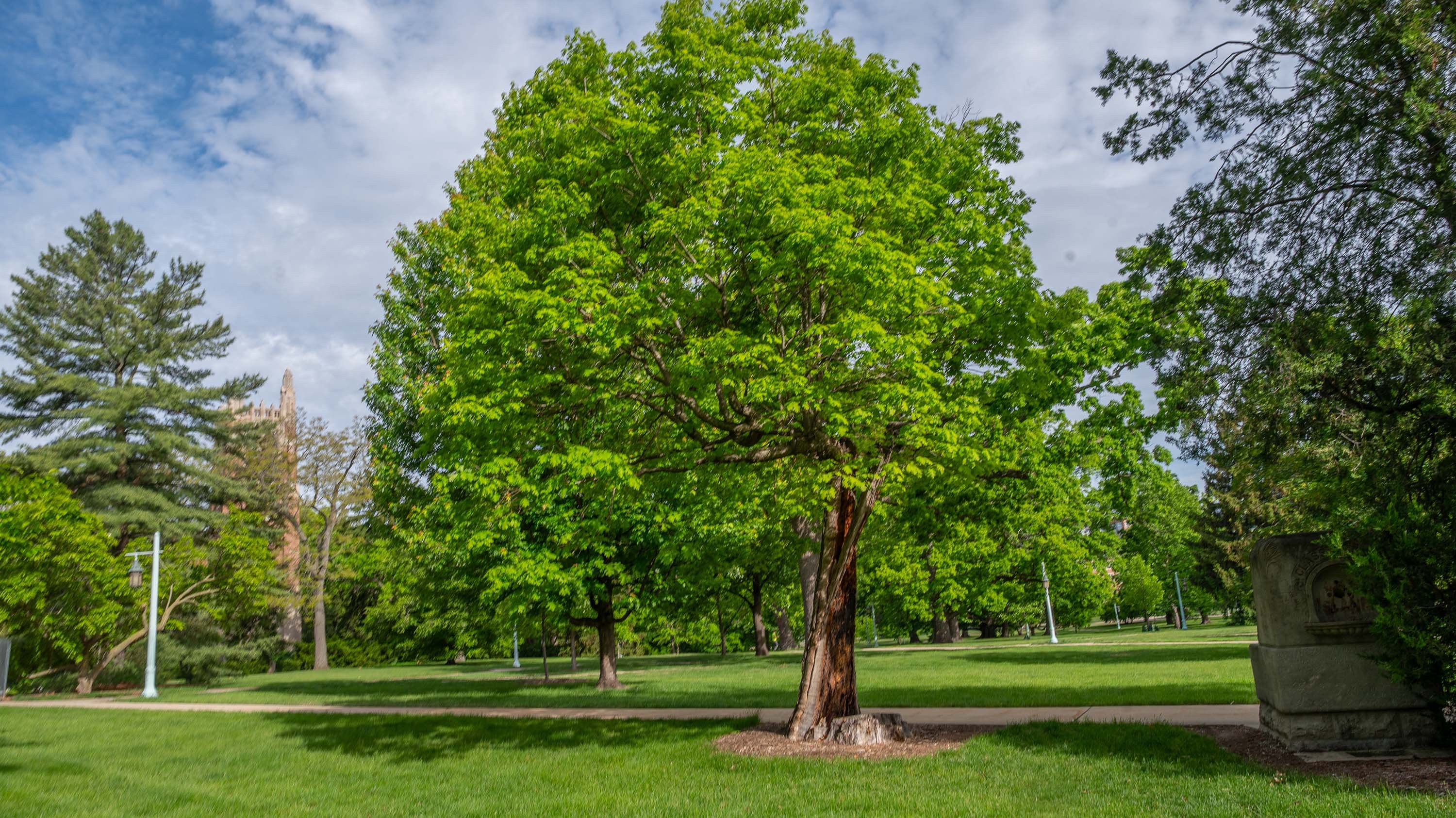 The Resilient Oak