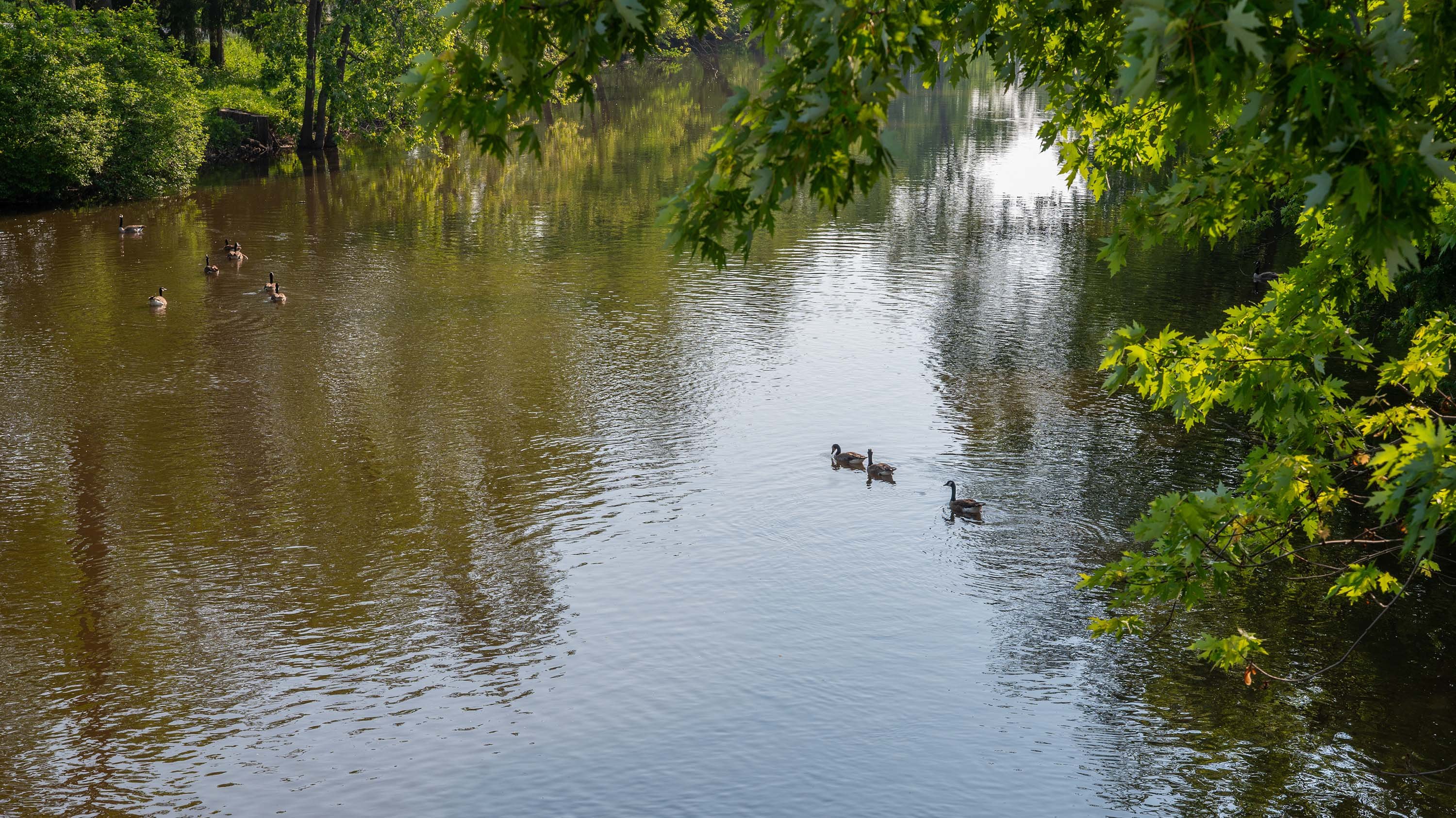 Geese on Red Cedar River