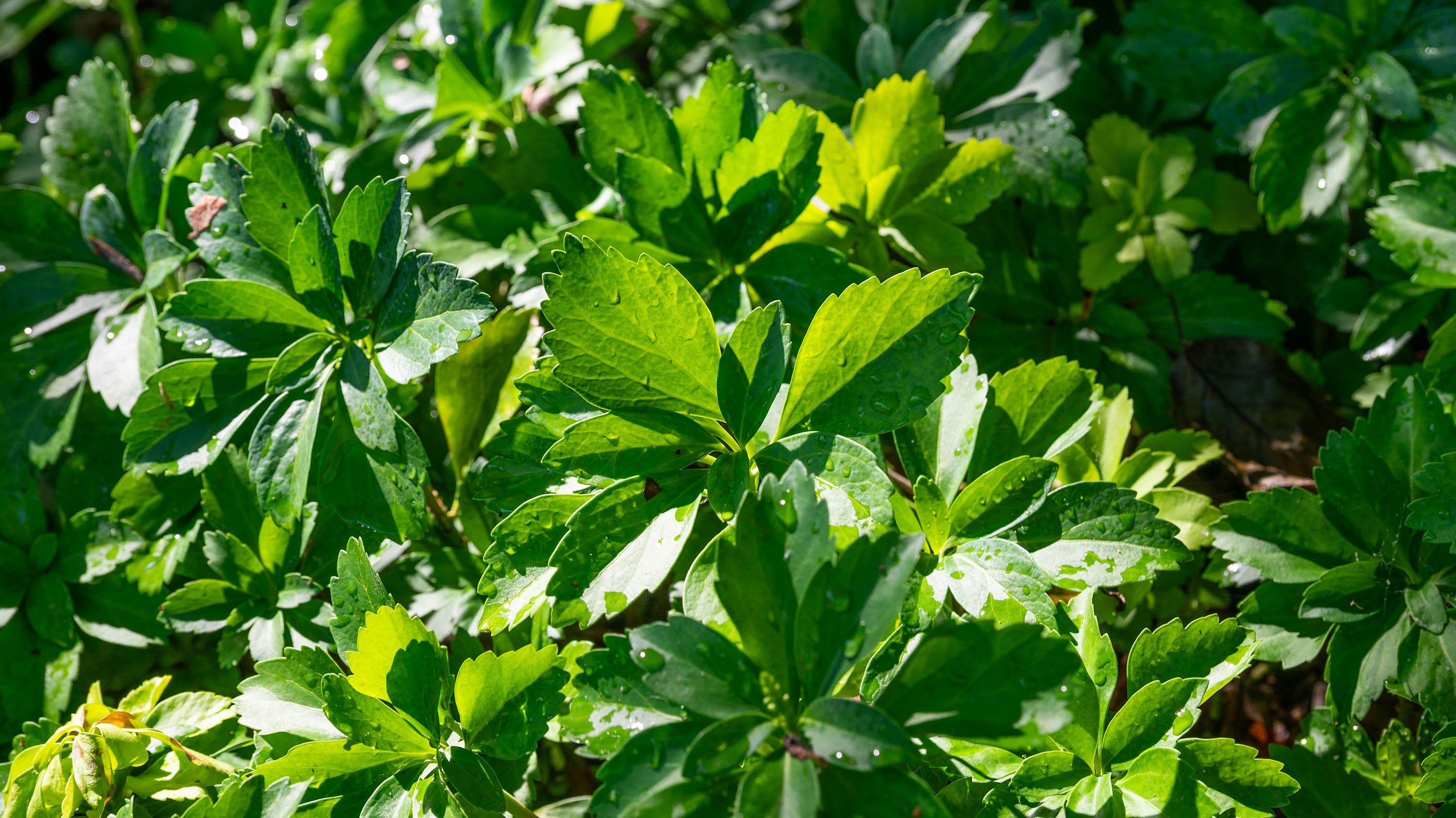 Leaves