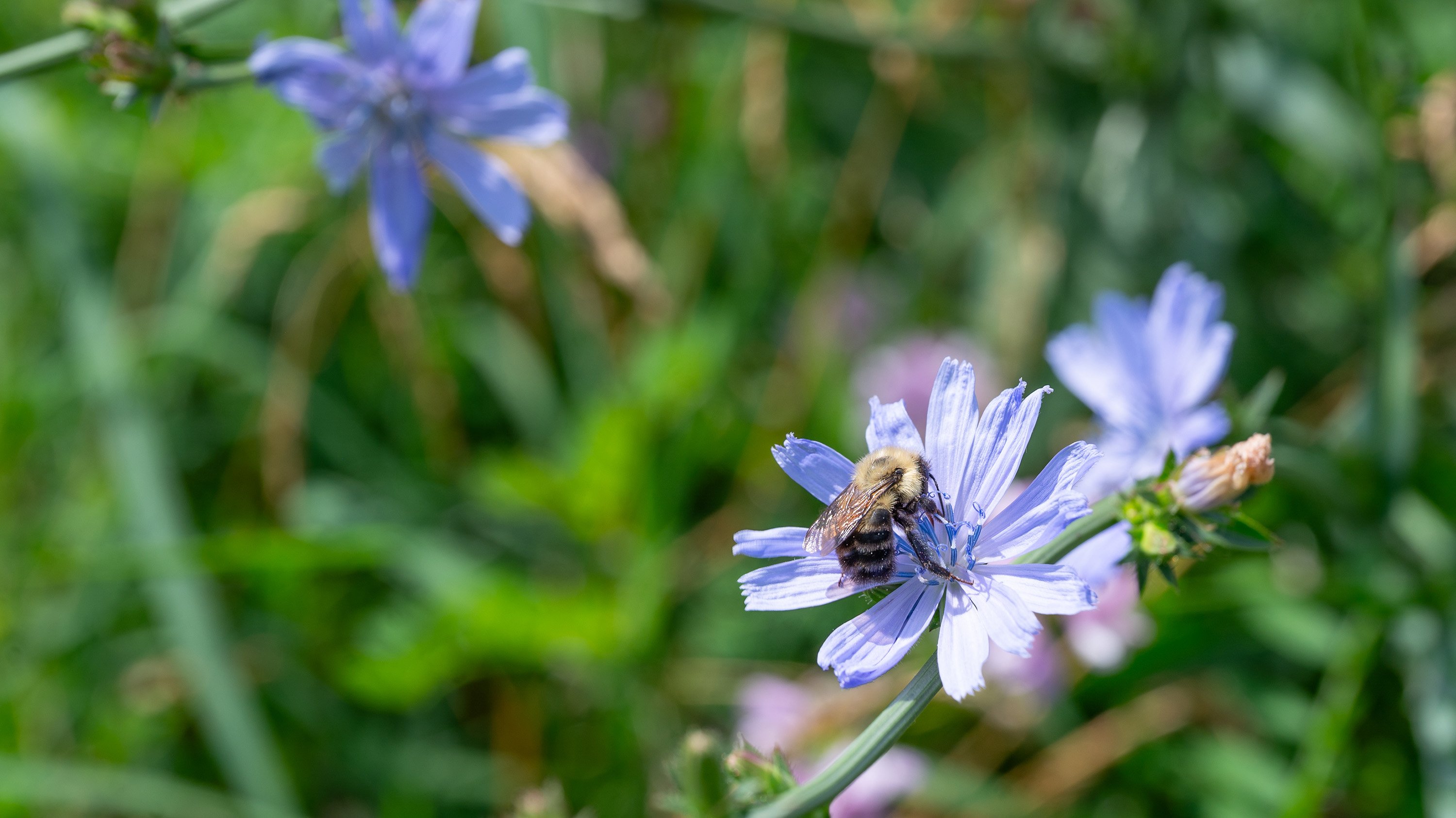 Bee on a flower