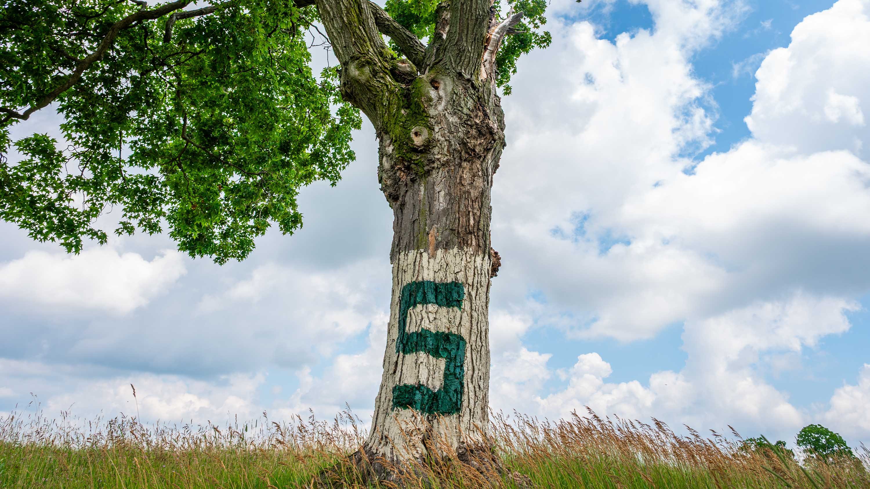 Tree with an S painted on the trunk