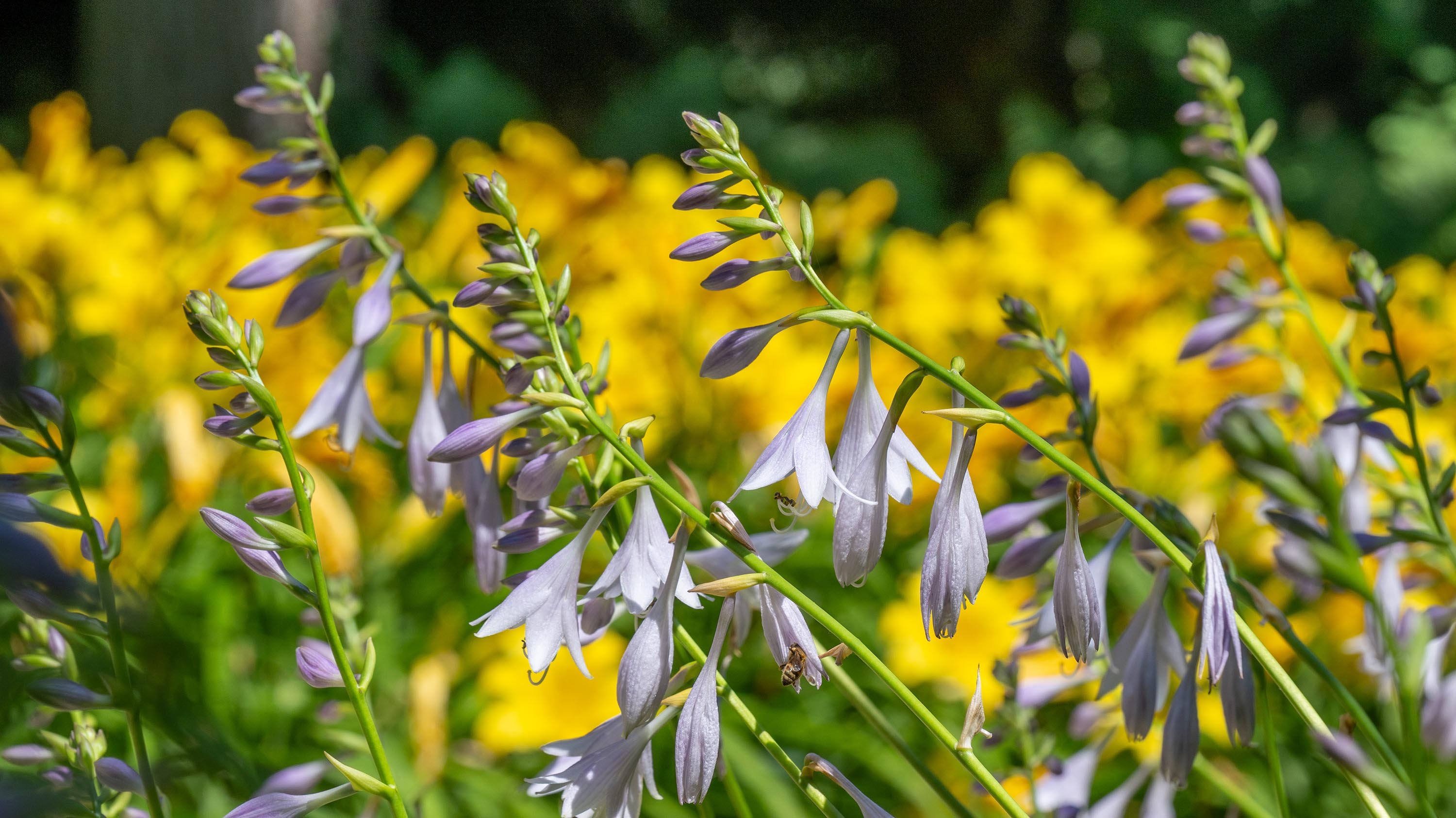 Hostas and daylilies