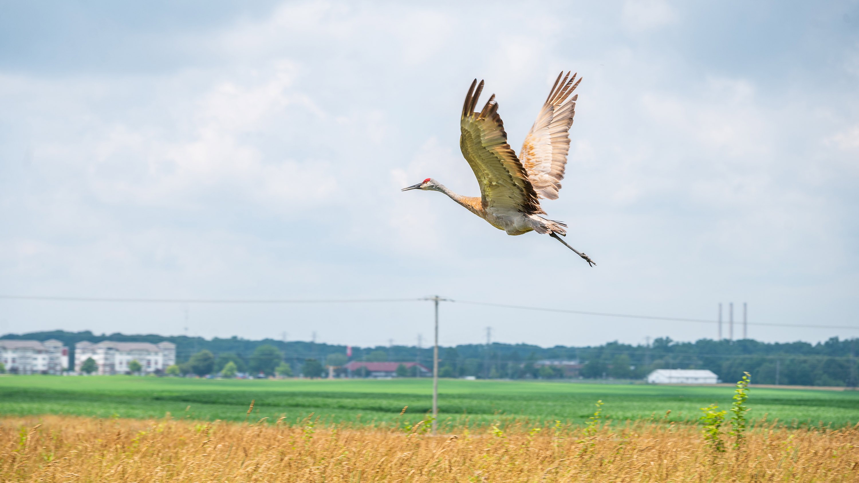 Sandhill crane flying over field