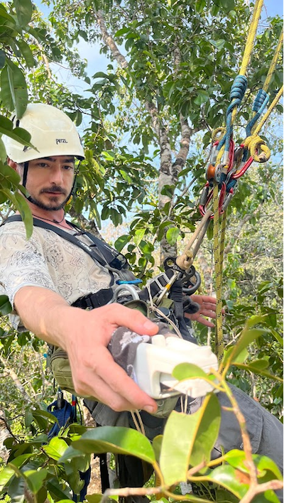 Leonardo Ziccardi in the tree canopy. Photo by Rafael Francisco Grilo.