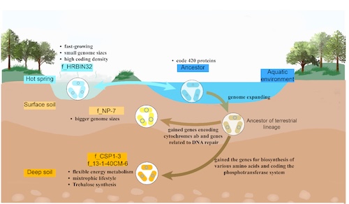 A diagram showing the evolutionary history from an aquatic organism and adaptive traits of CSP1-3 phylum for each habitat.