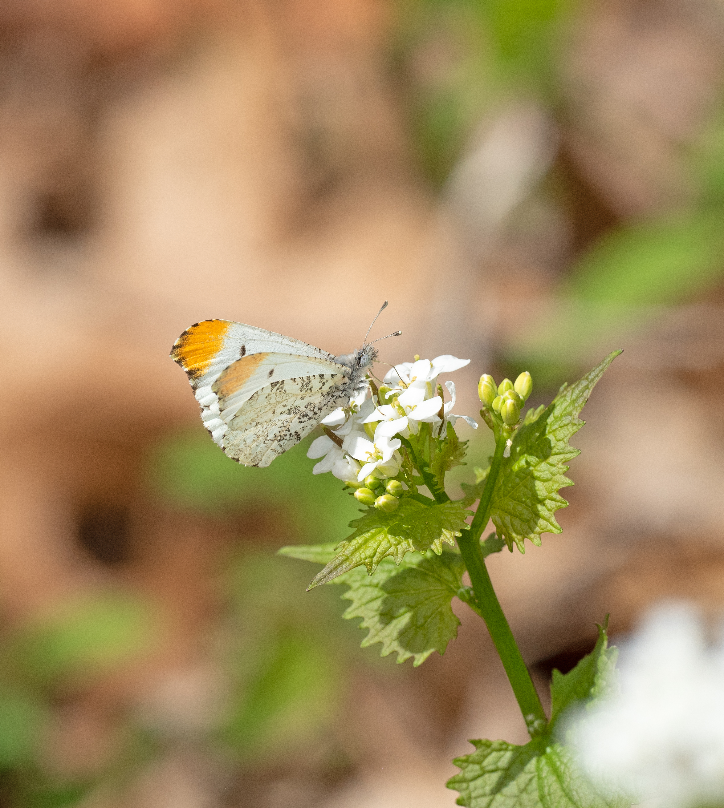 Falcate Orangetip