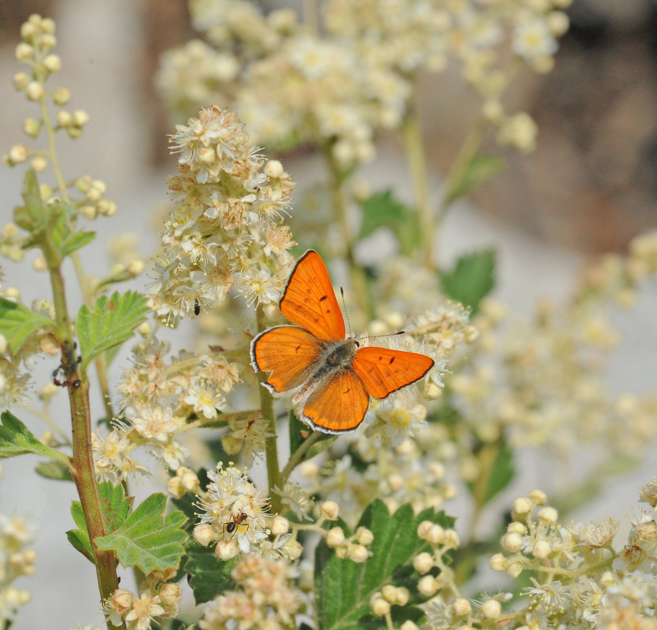 Ruddy Copper