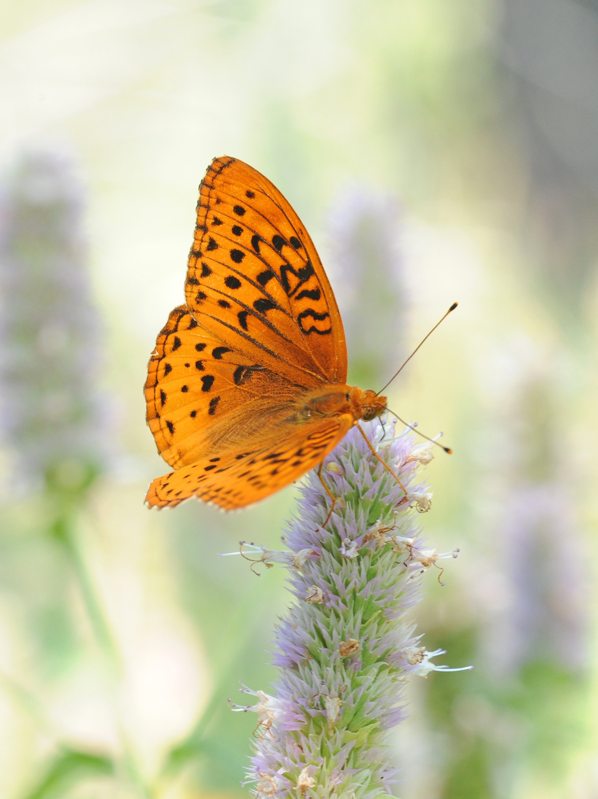 Great Spangled Fritillary