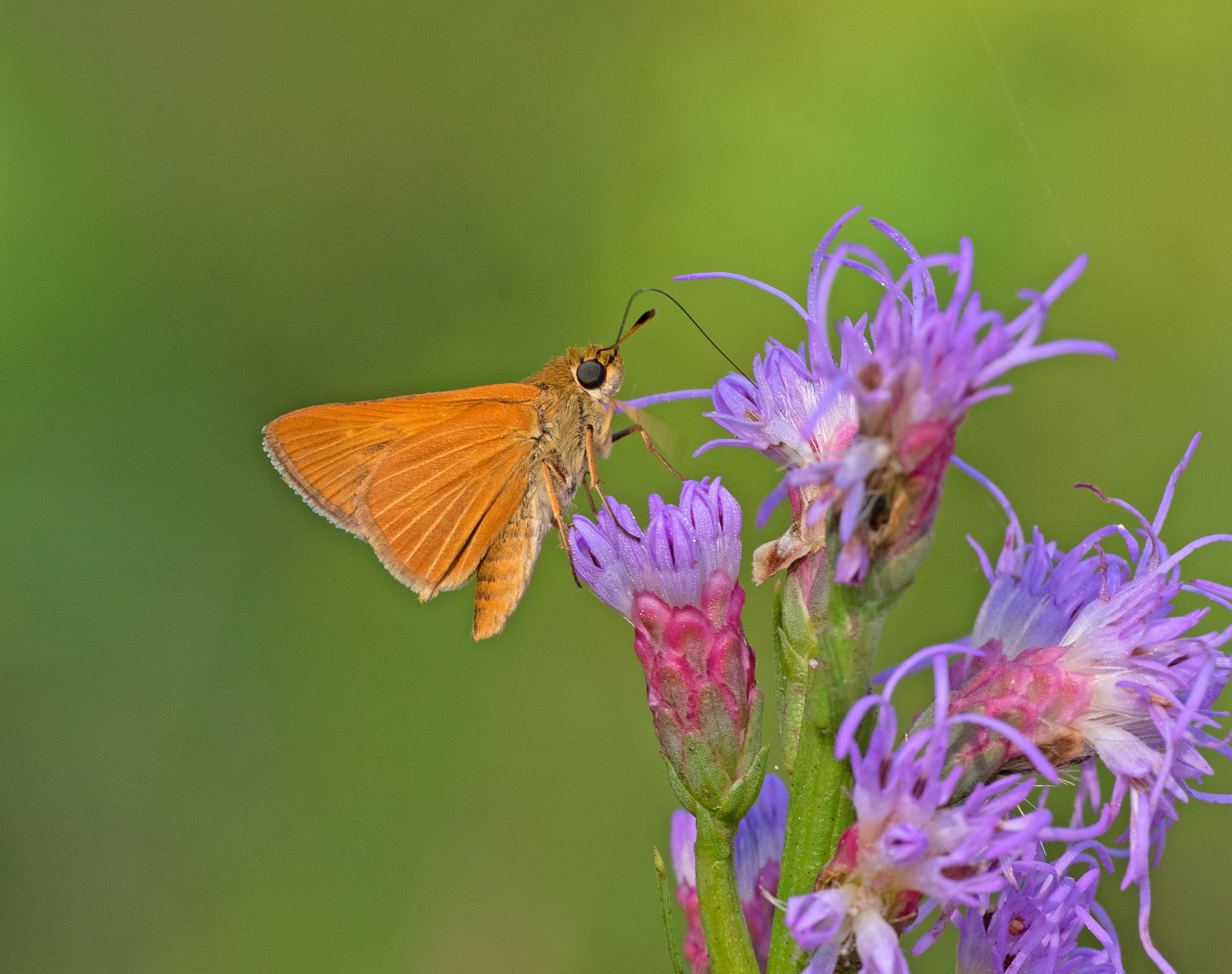 Berry's Skipper