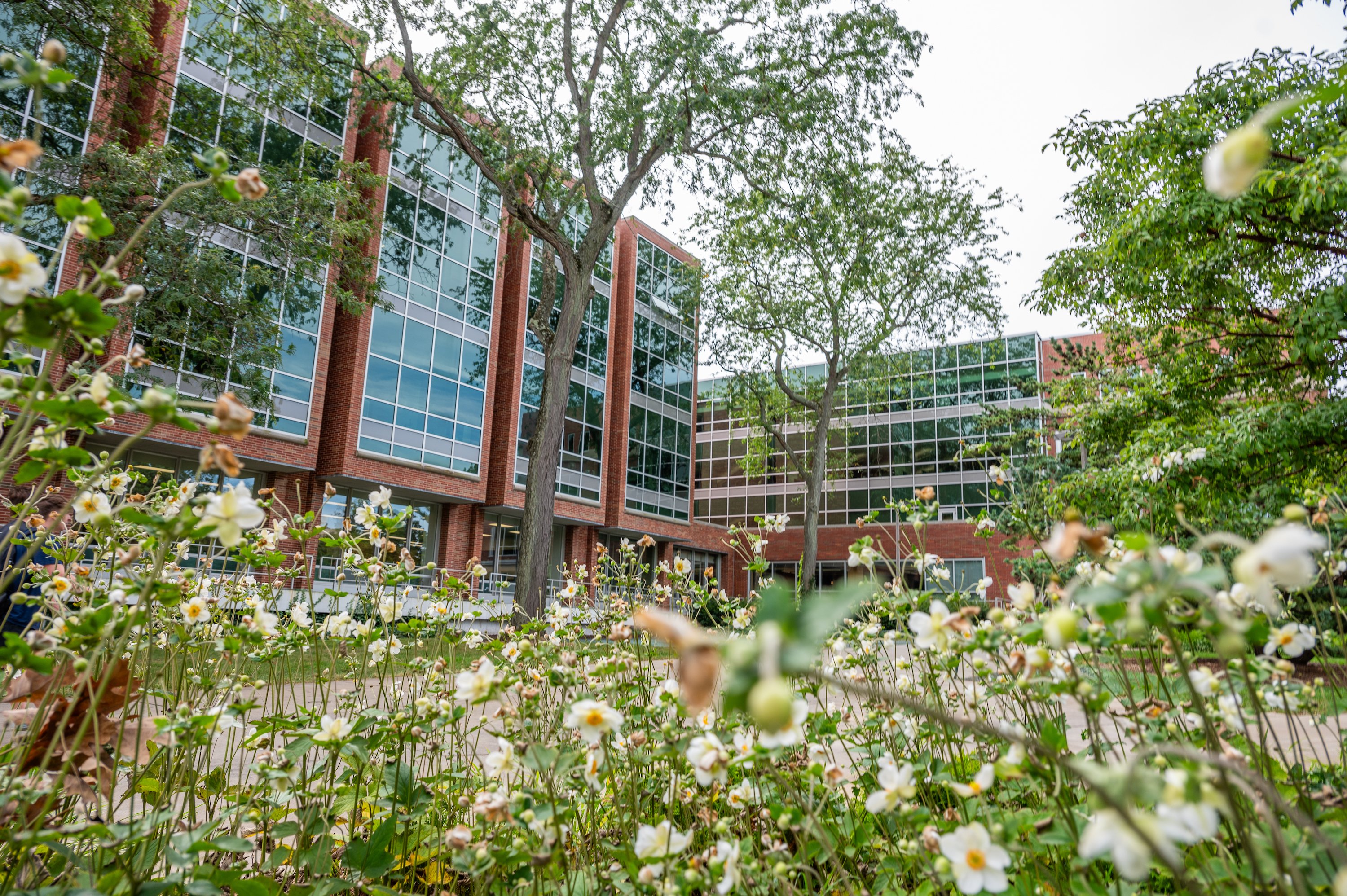 Flowers in the foreground with the MSU Main Library in the background.