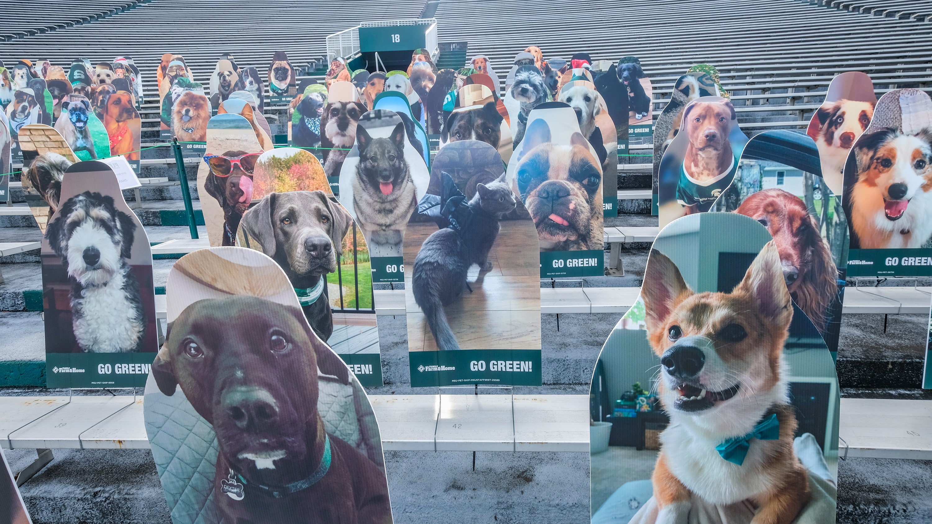 Cardboard cutouts of pets in Spartan Stadium