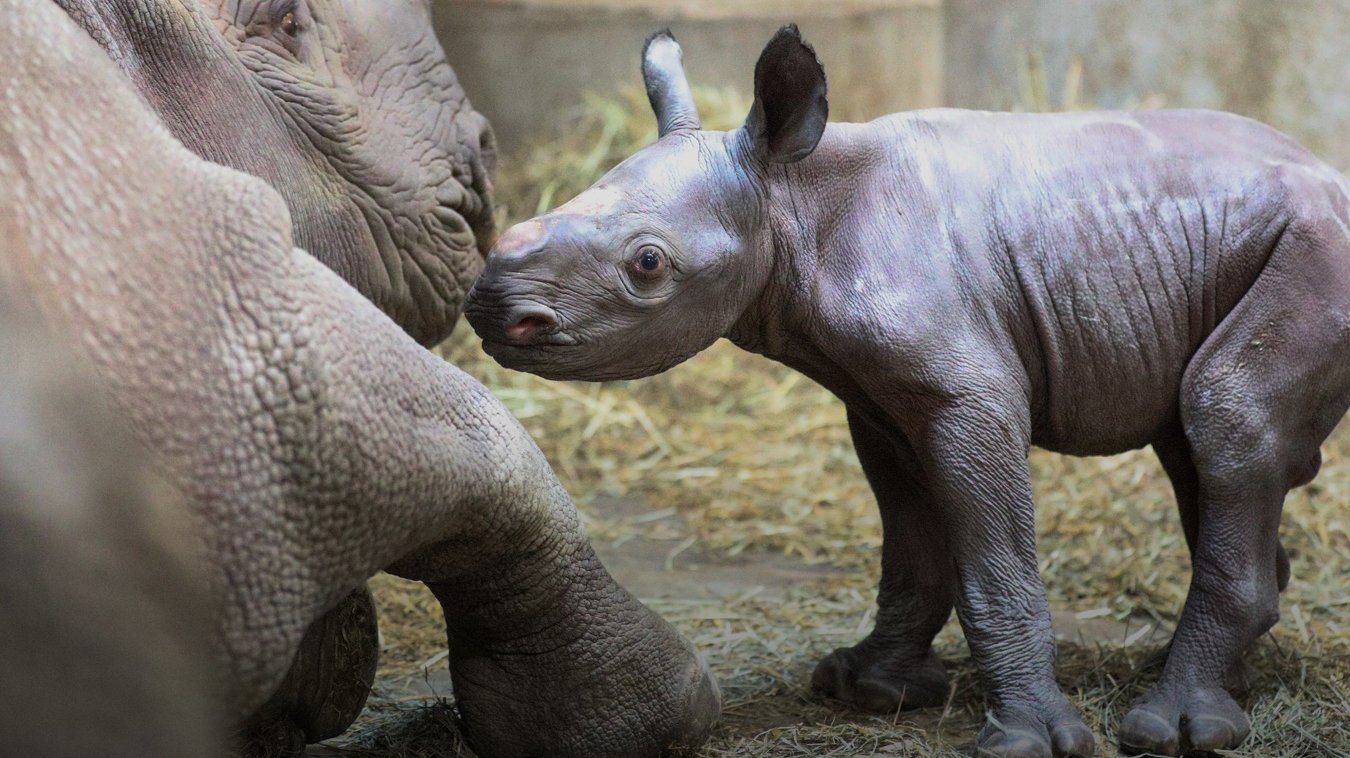 Jaali and Doppsee, two black rhinos