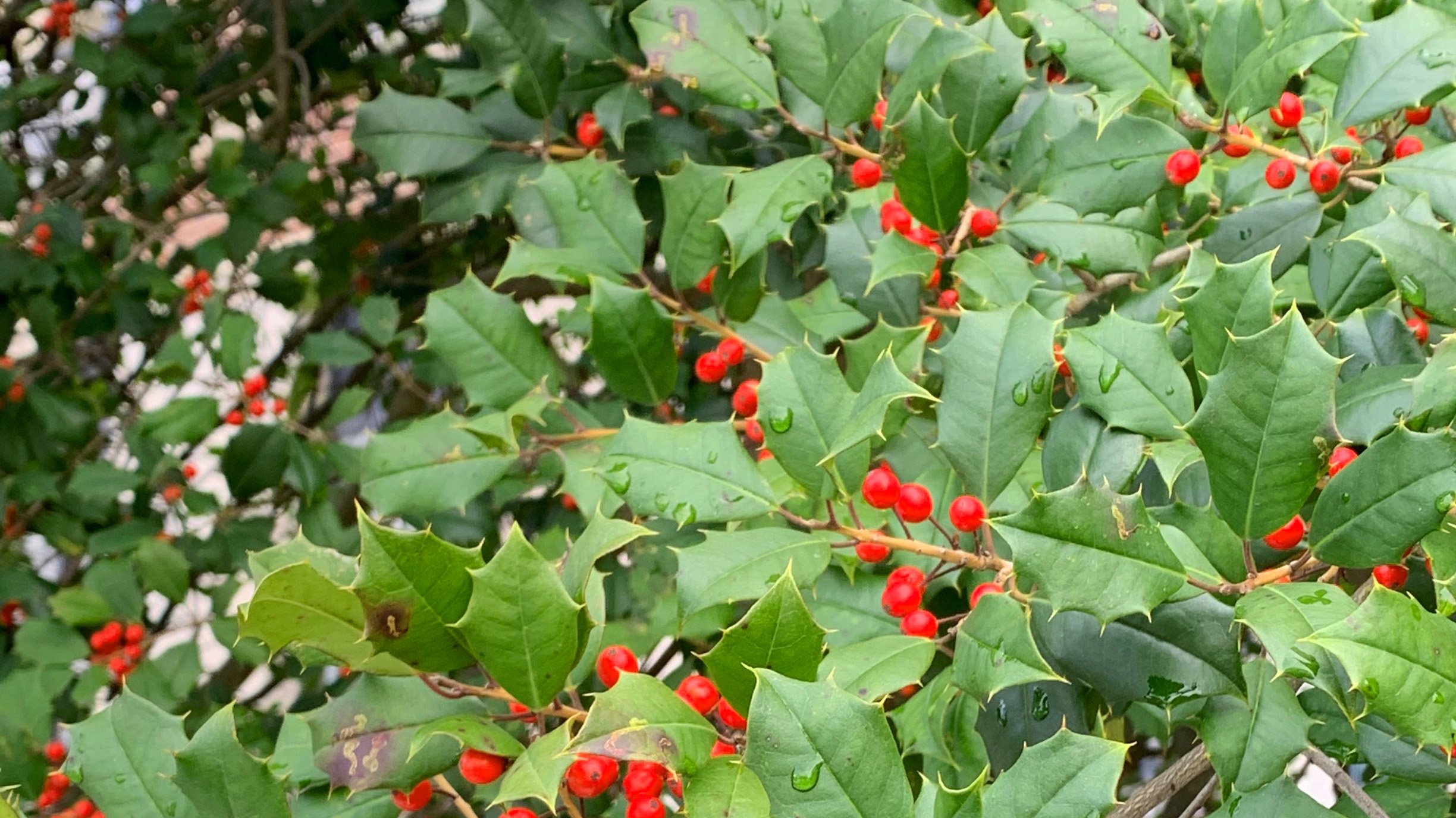 A bush of holly