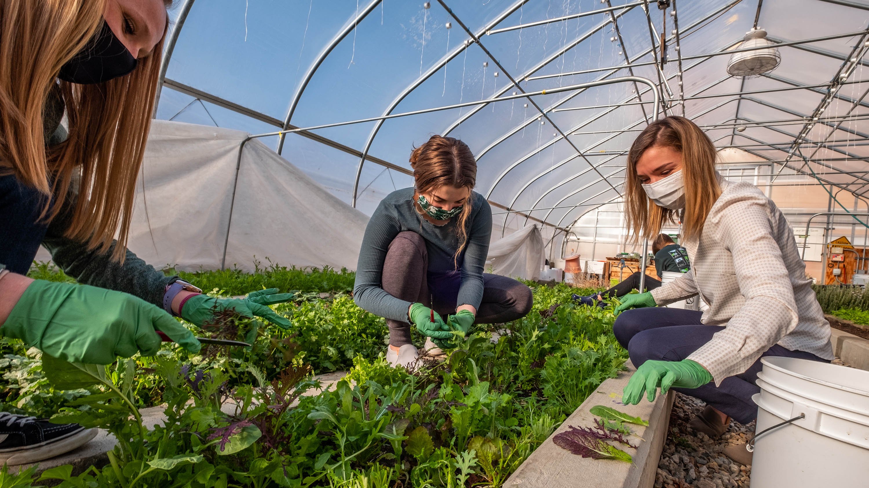 People harvesting greens
