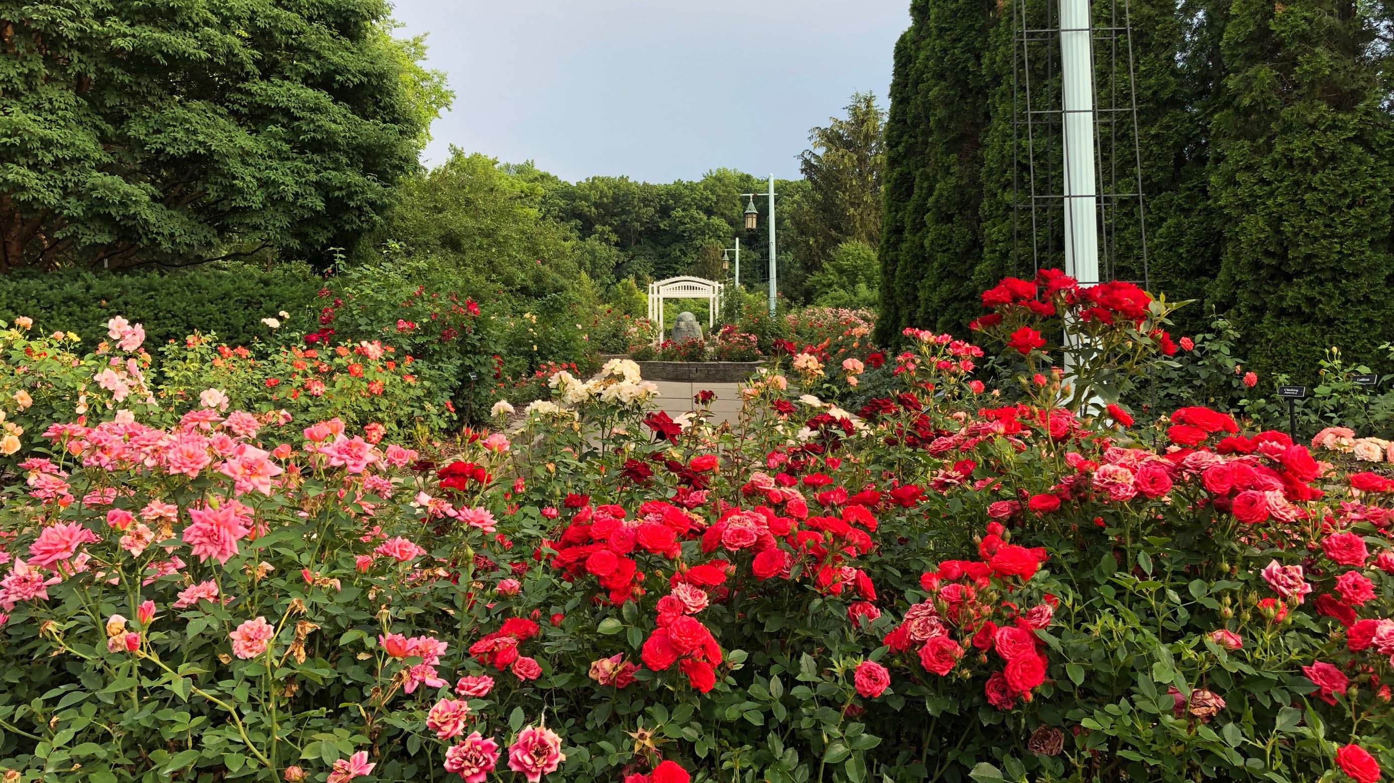 Roses in MSU Horticultural Garden