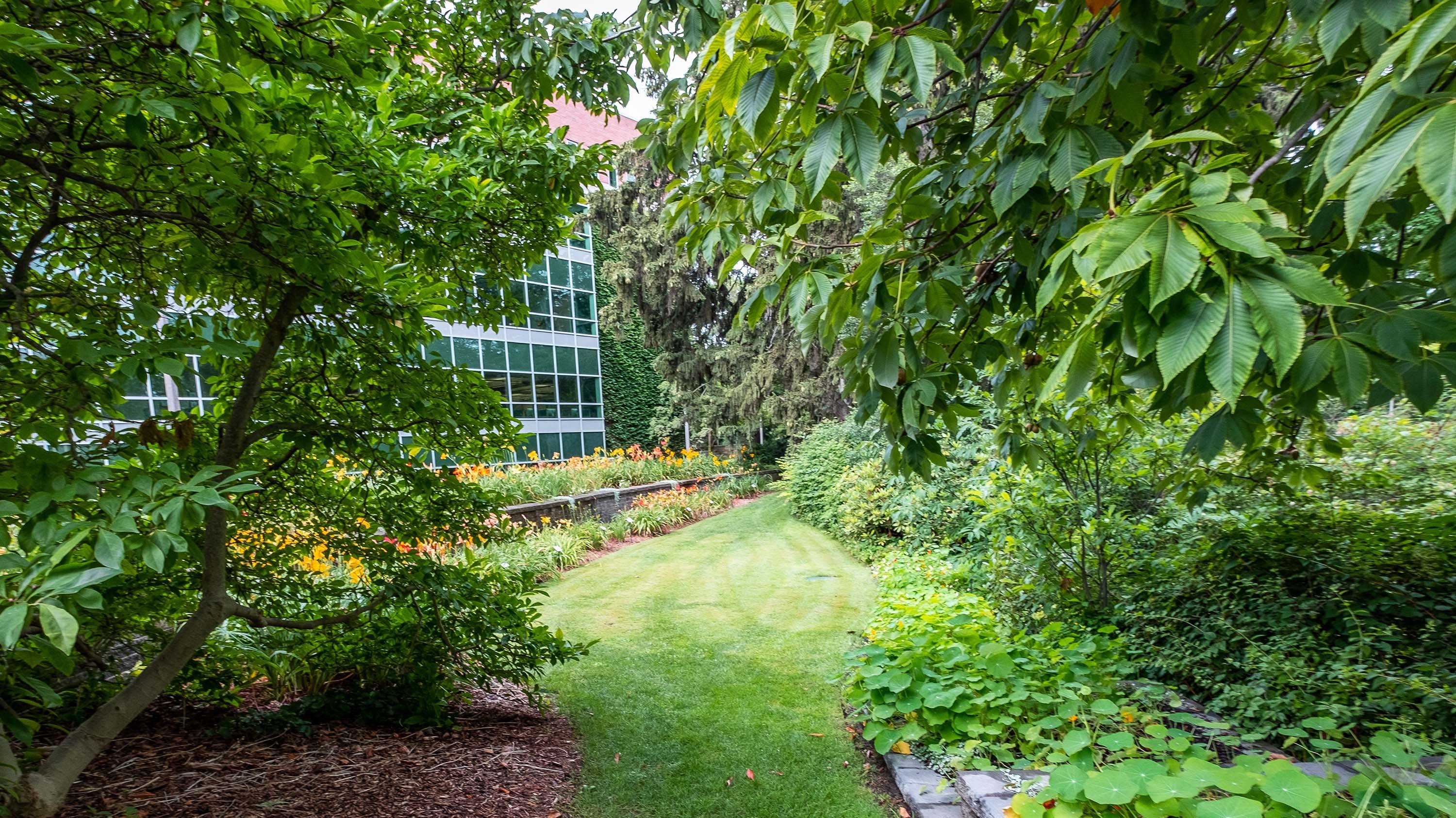 Garden behind MSU Library