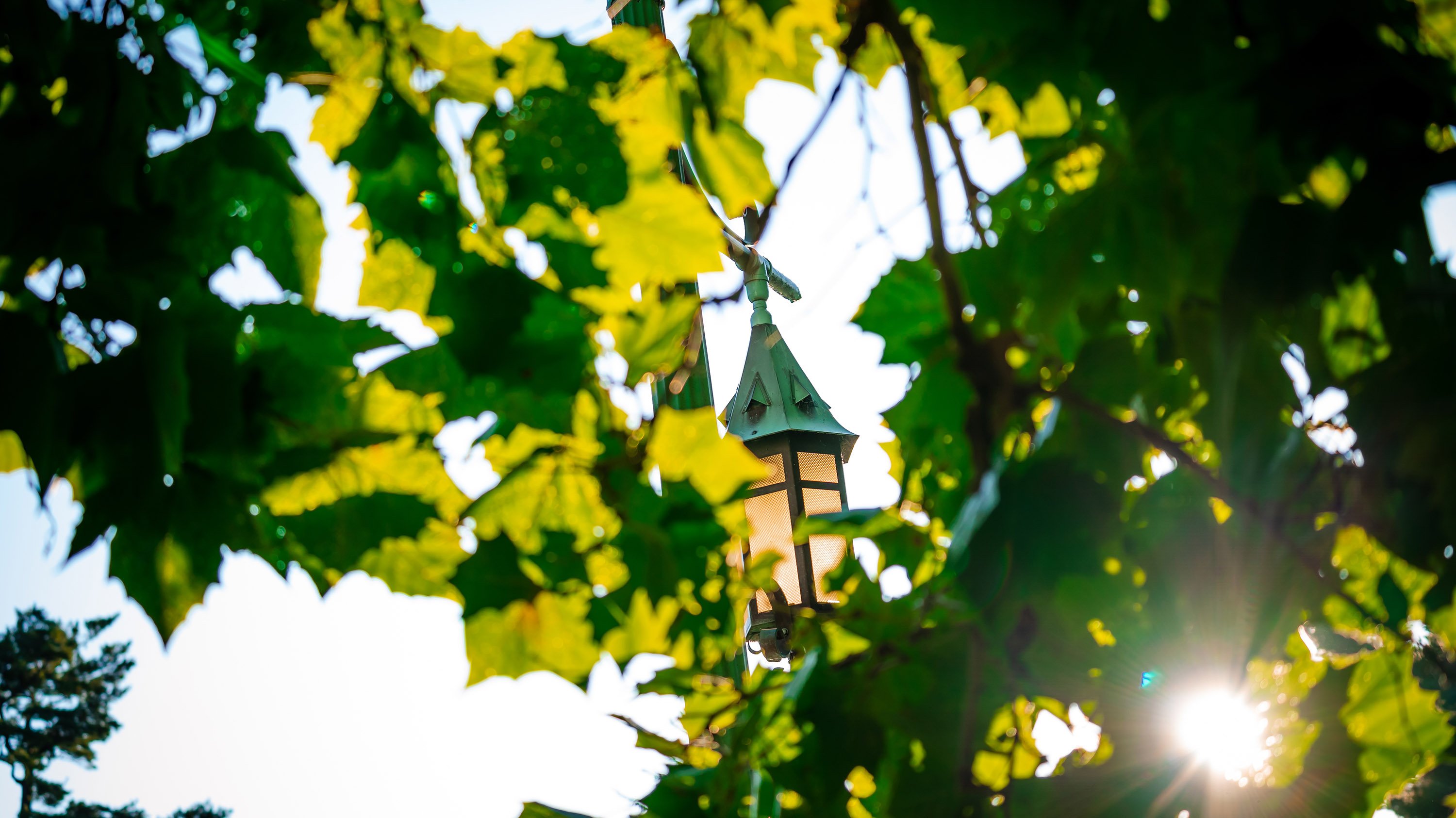 An MSU lantern, partially obscured by leaves