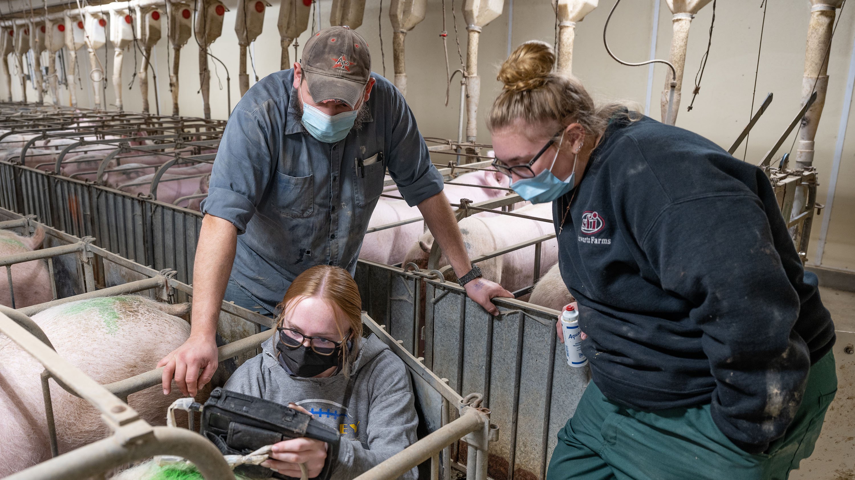 Students and operations supervisor performing ultrasound on pig at swine teacing and research center