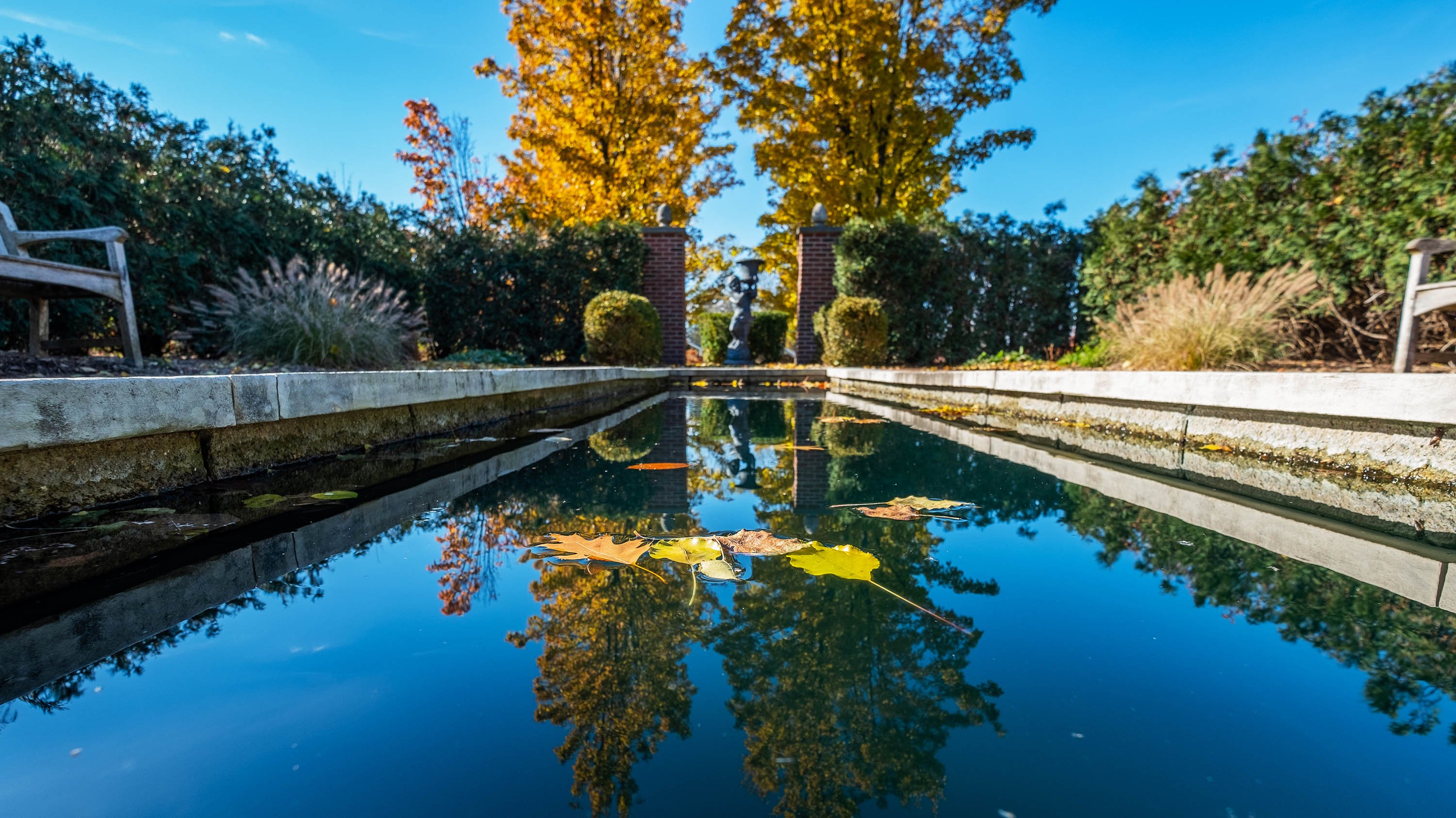 Leaves floating in reflecting pond