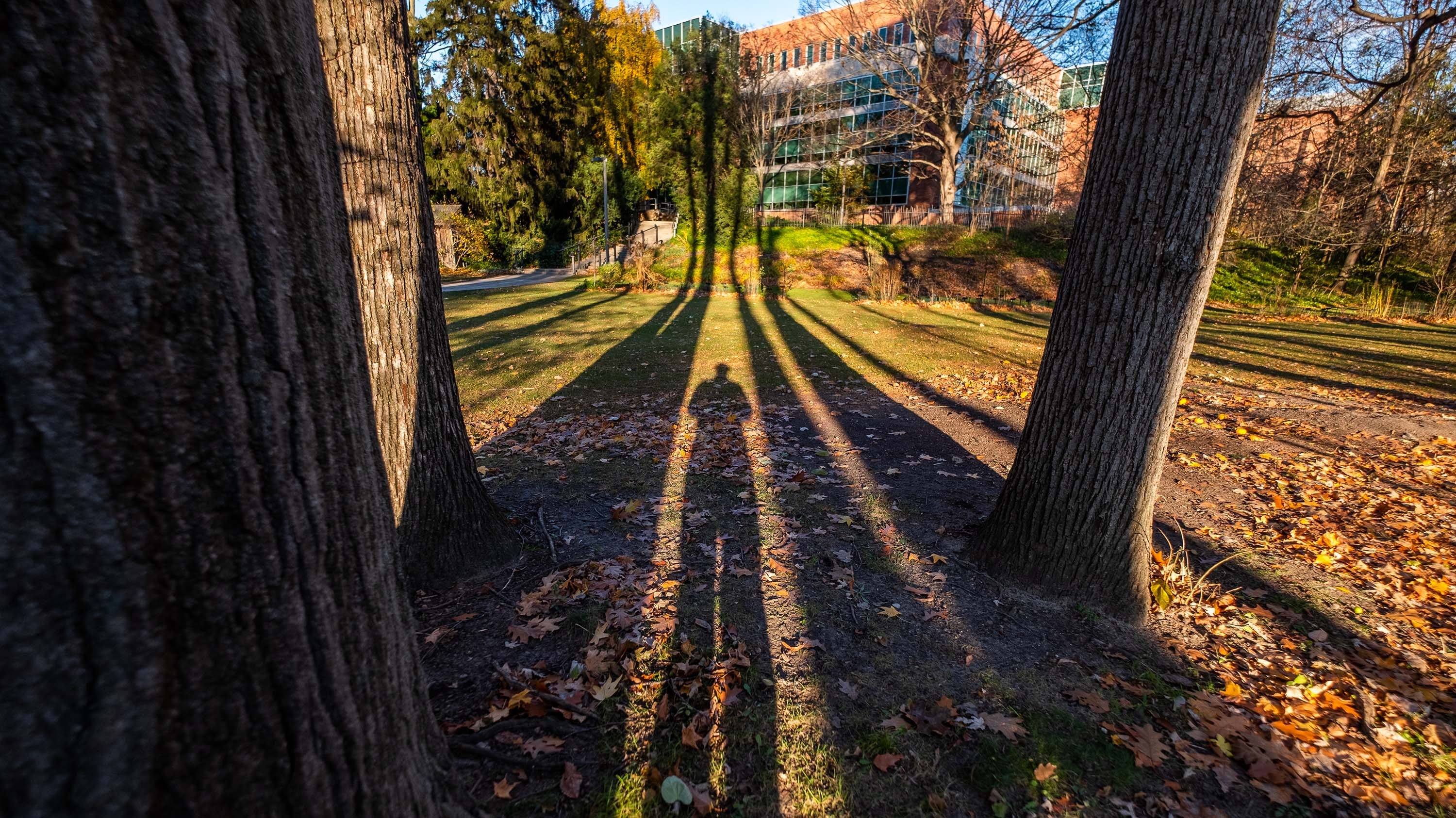 Photographer and trees cast a shadow in the Beal Botanical Garden